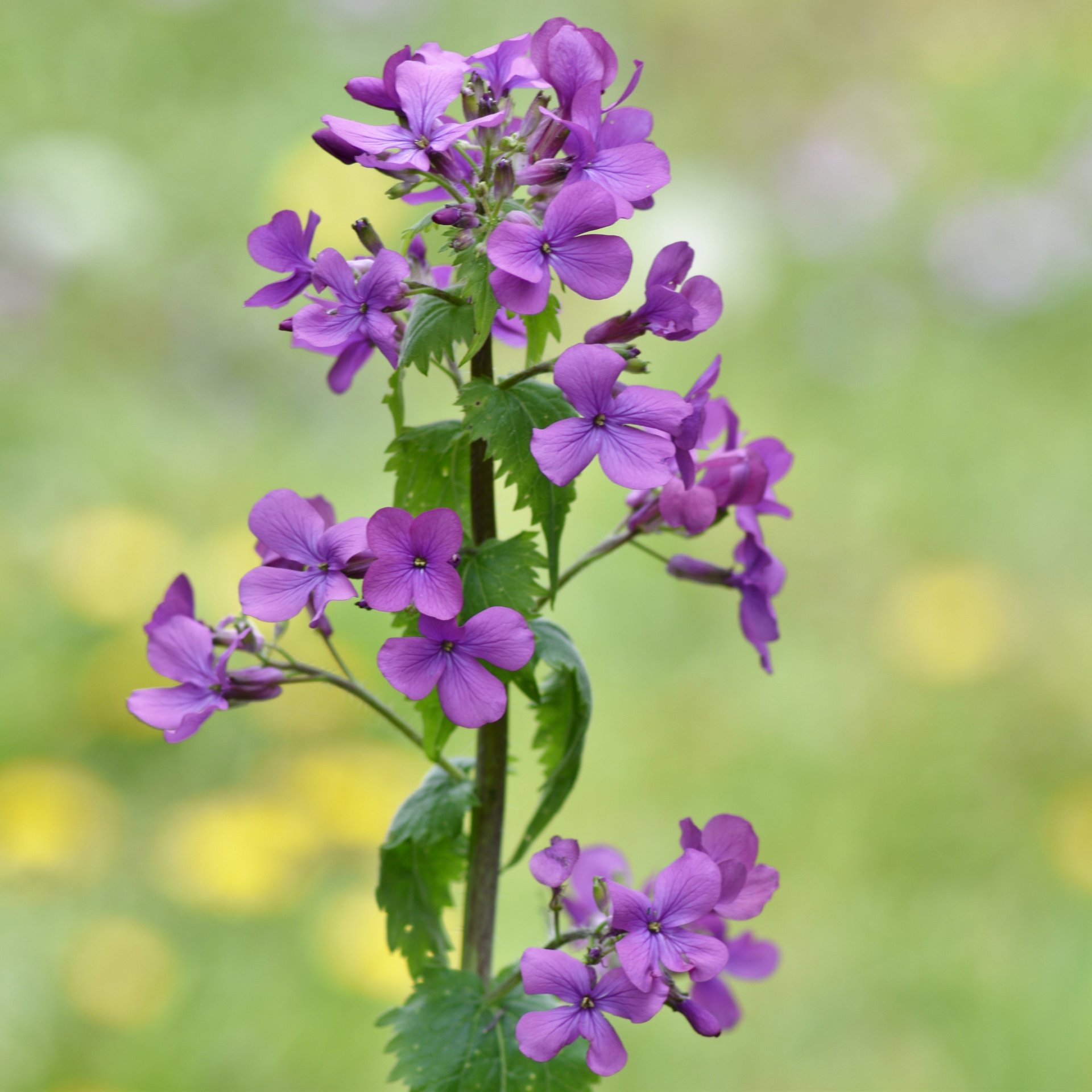 Fonds d'cran Nature Fleurs 