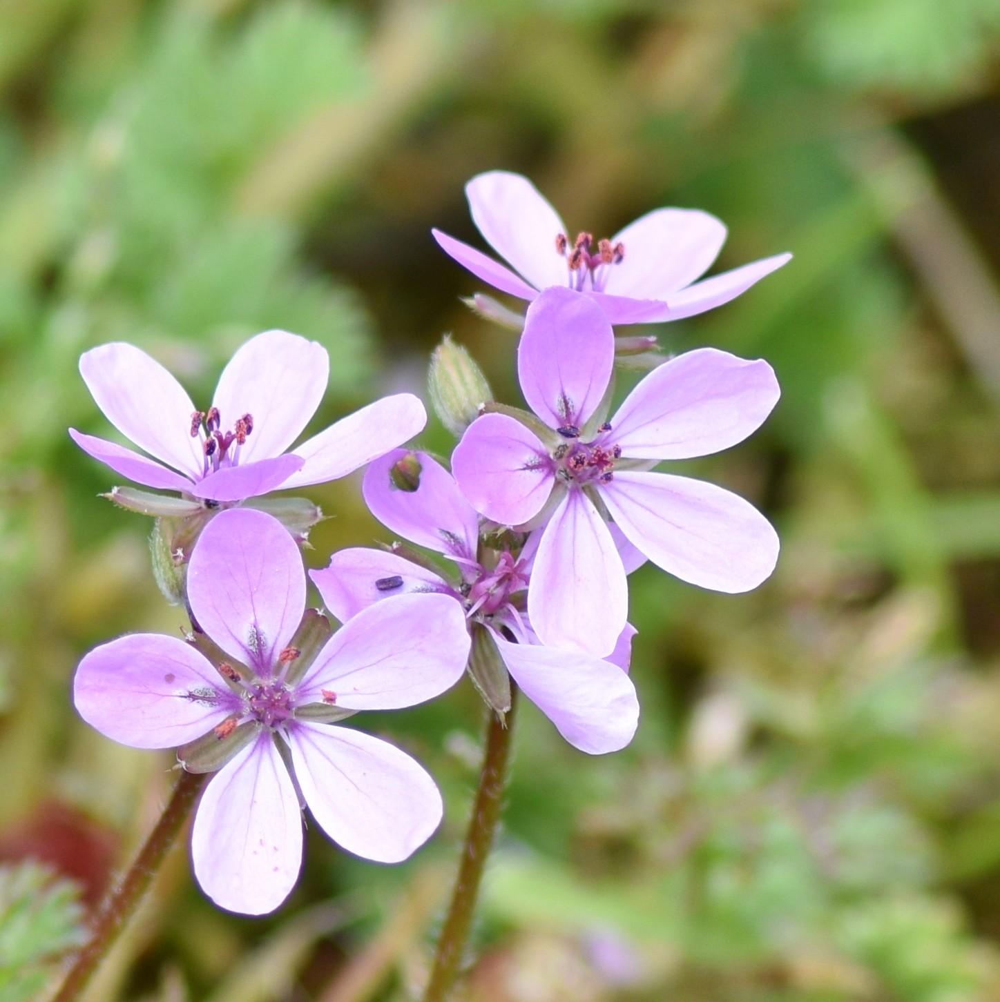 Fonds d'cran Nature Fleurs 