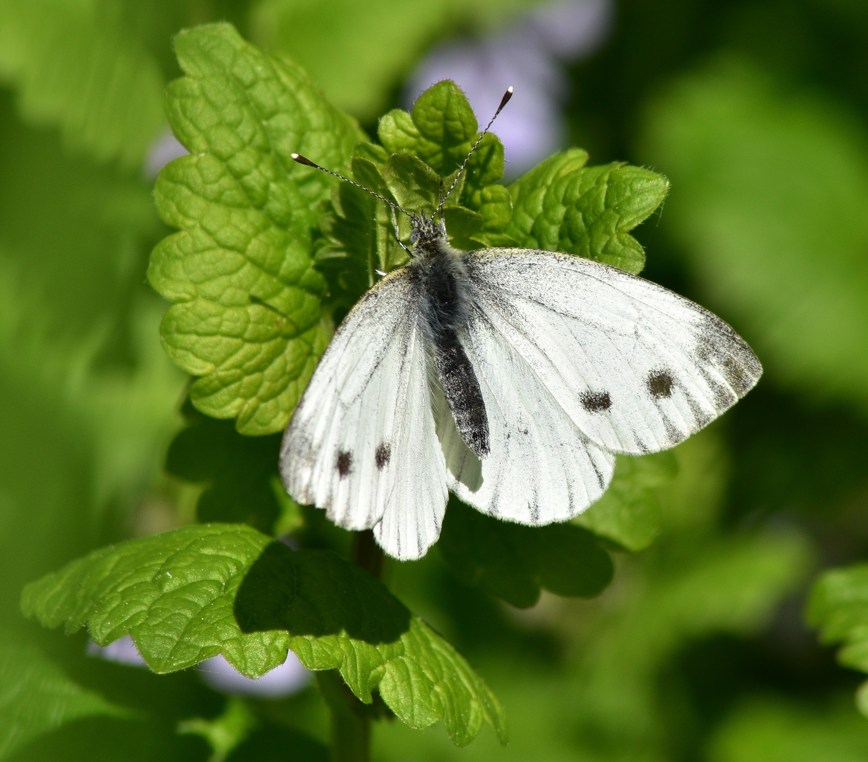 Fonds d'cran Animaux Insectes - Papillons 