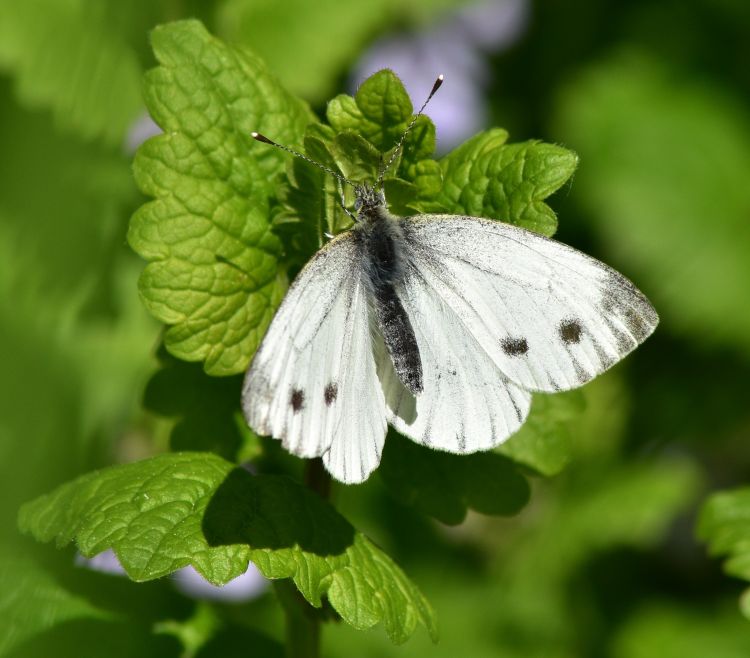 Fonds d'cran Animaux Insectes - Papillons Wallpaper N443466