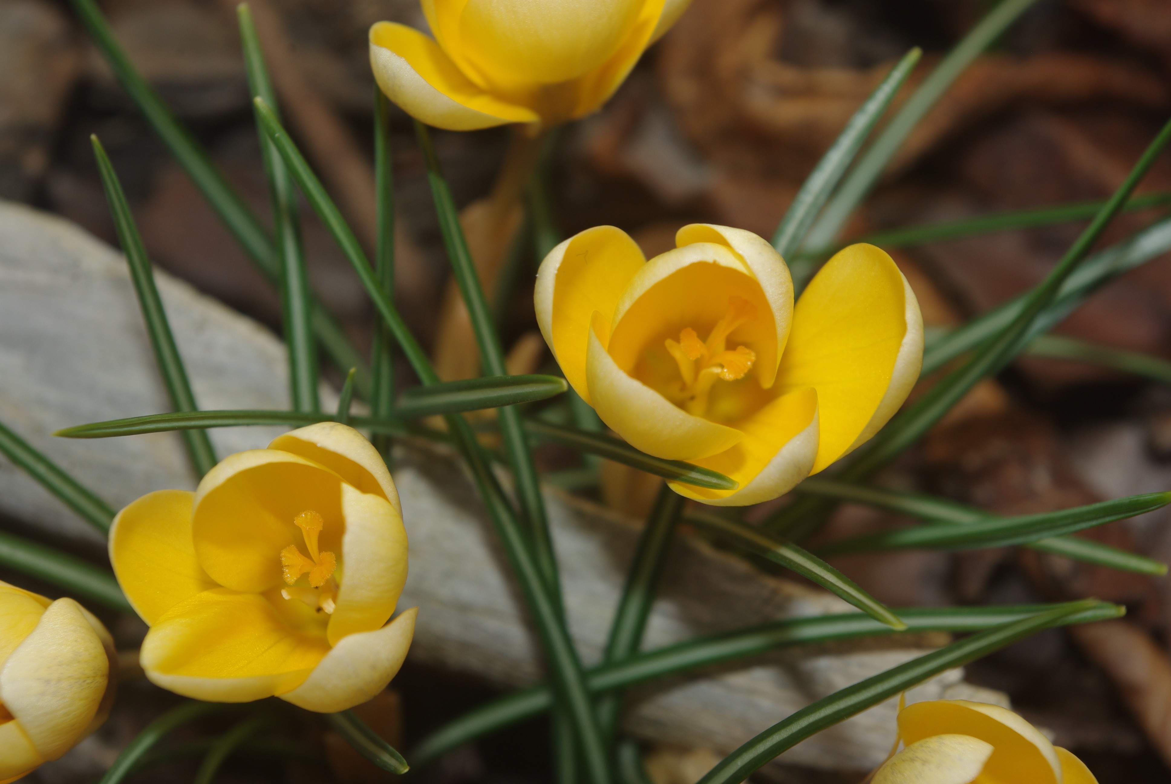 Fonds d'cran Nature Fleurs 