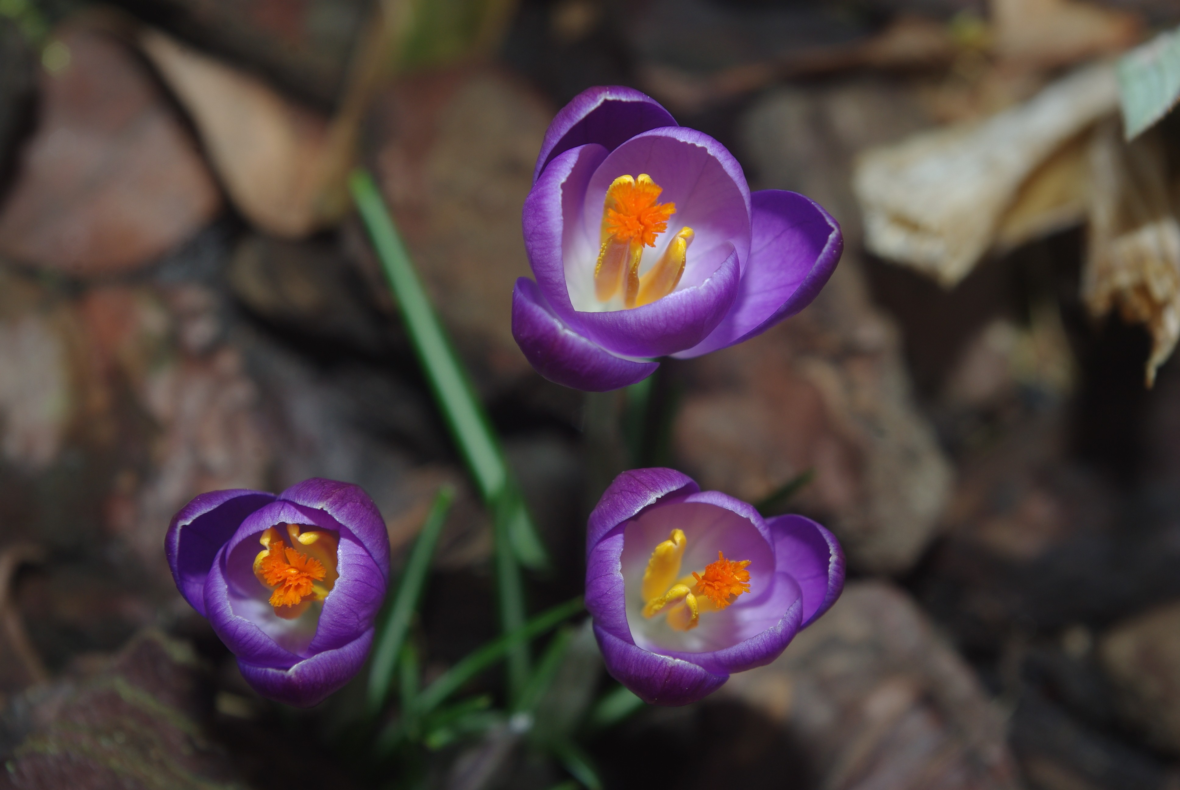 Fonds d'cran Nature Fleurs 