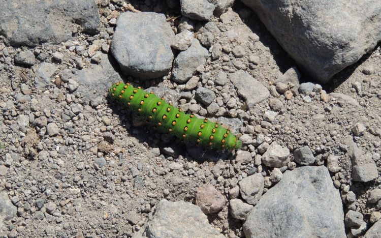 Fonds d'cran Animaux Insectes - Chenilles Auvergne