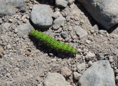  Animaux Auvergne