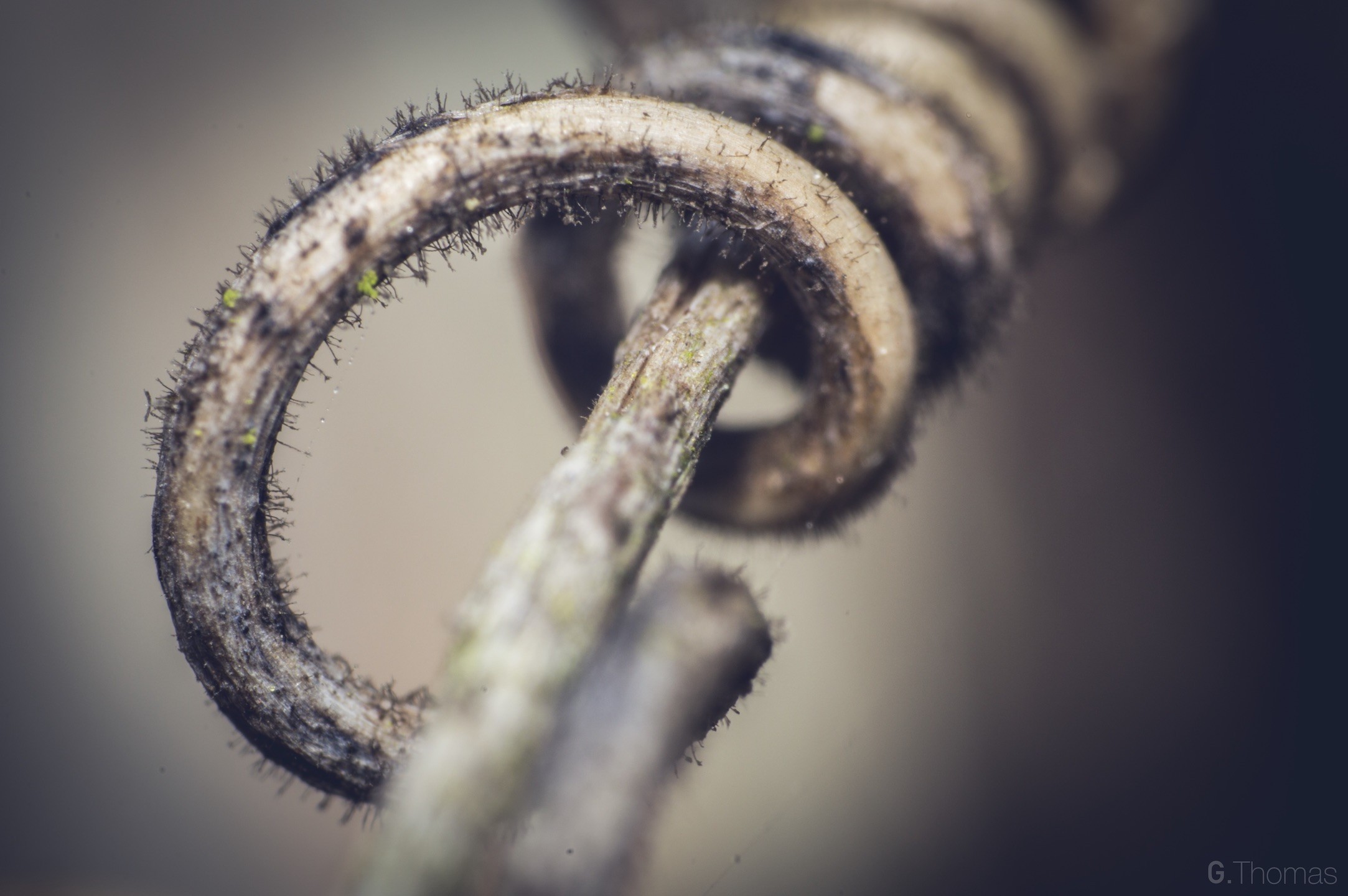 Fonds d'cran Nature Arbres - Forts Spiral