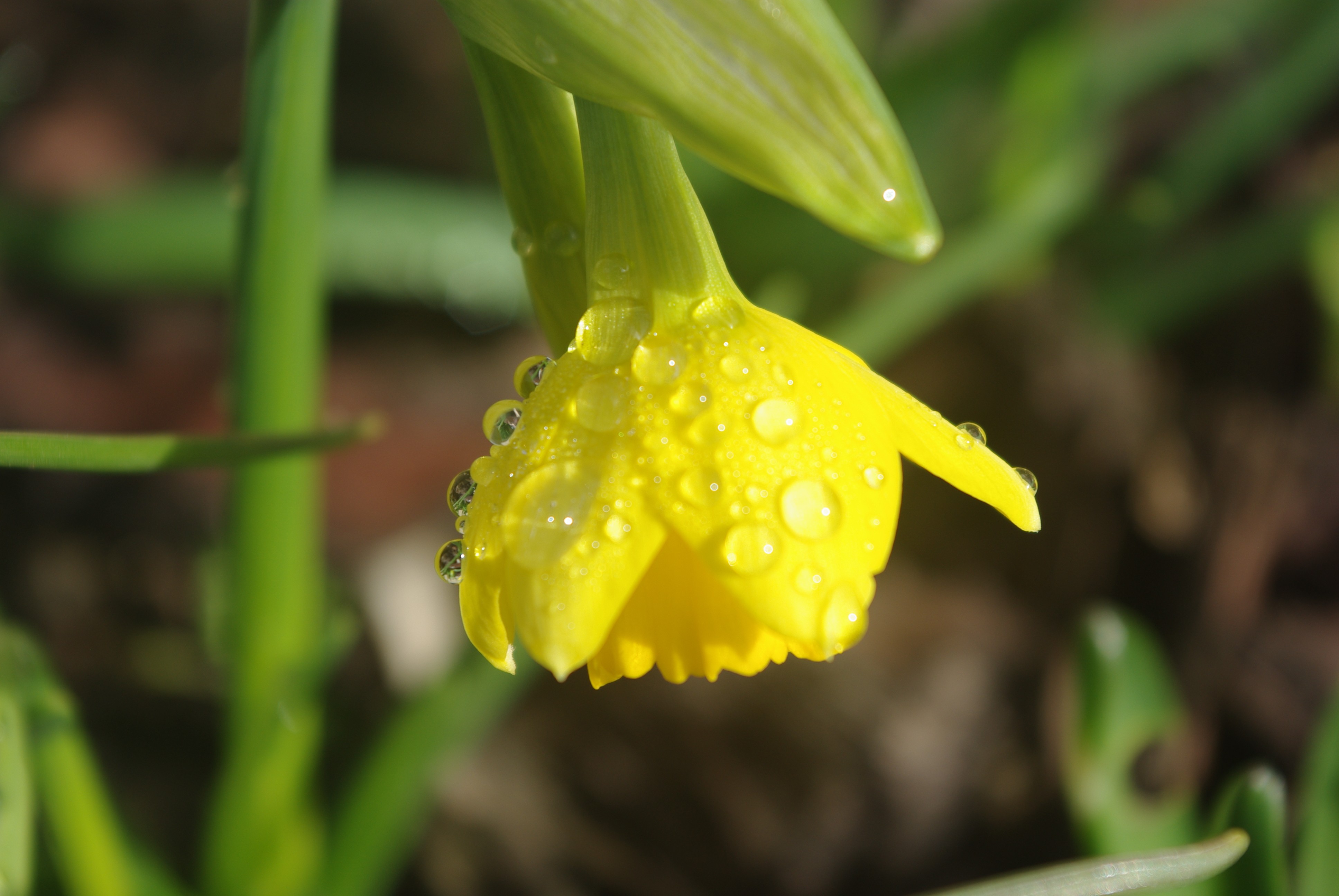 Fonds d'cran Nature Fleurs 