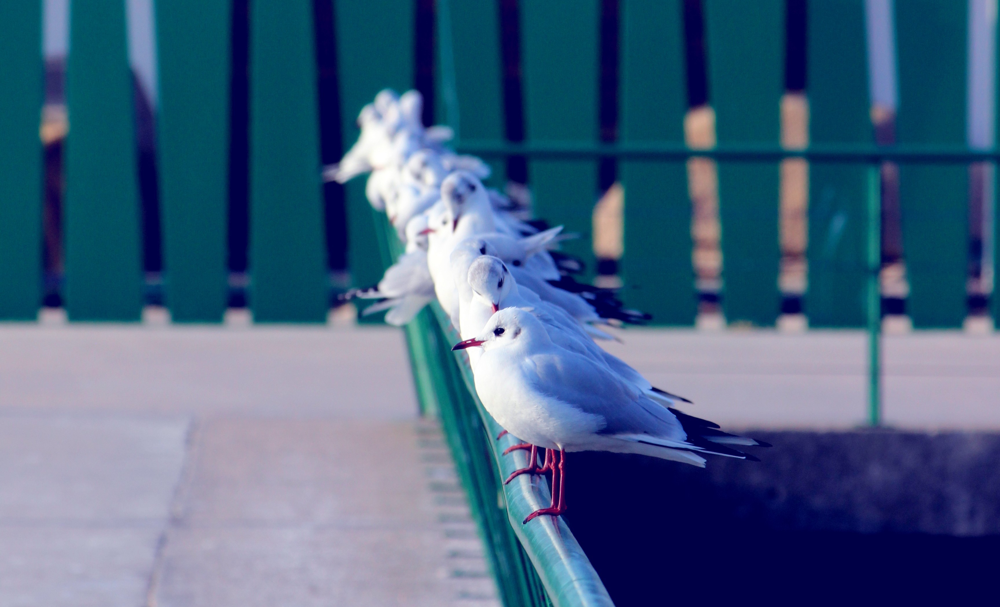 Fonds d'cran Animaux Oiseaux - Mouettes et Golands 