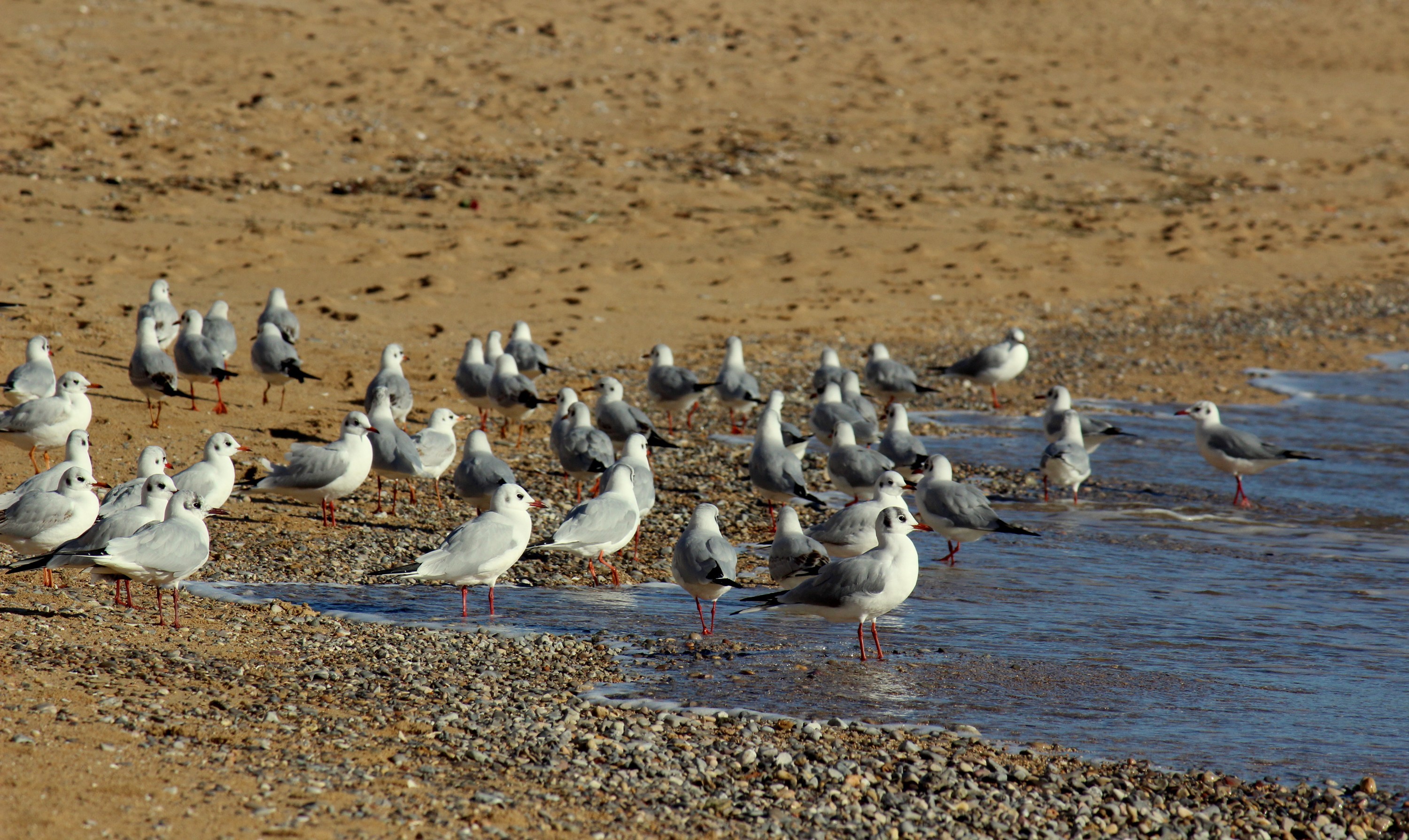 Fonds d'cran Animaux Oiseaux - Mouettes et Golands 