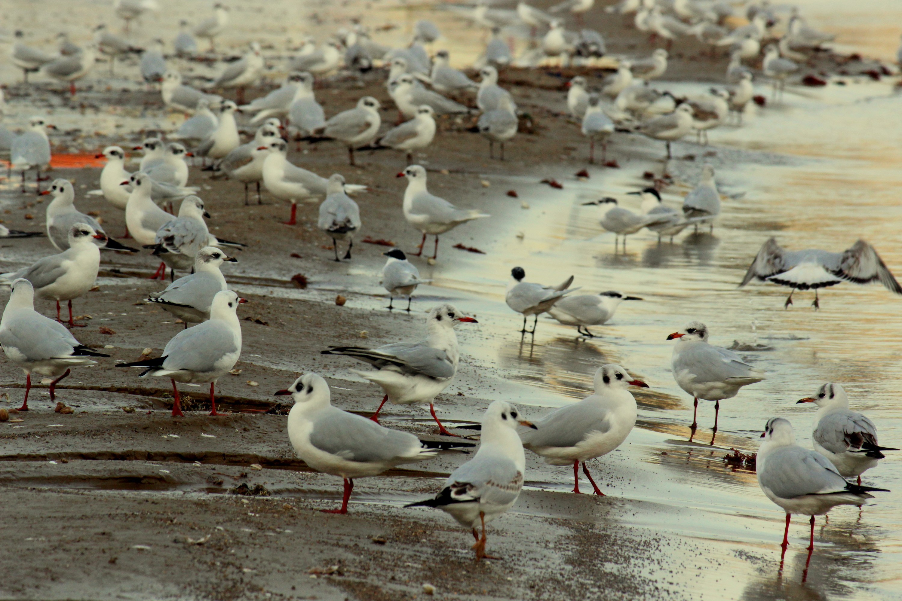 Fonds d'cran Animaux Oiseaux - Mouettes et Golands 