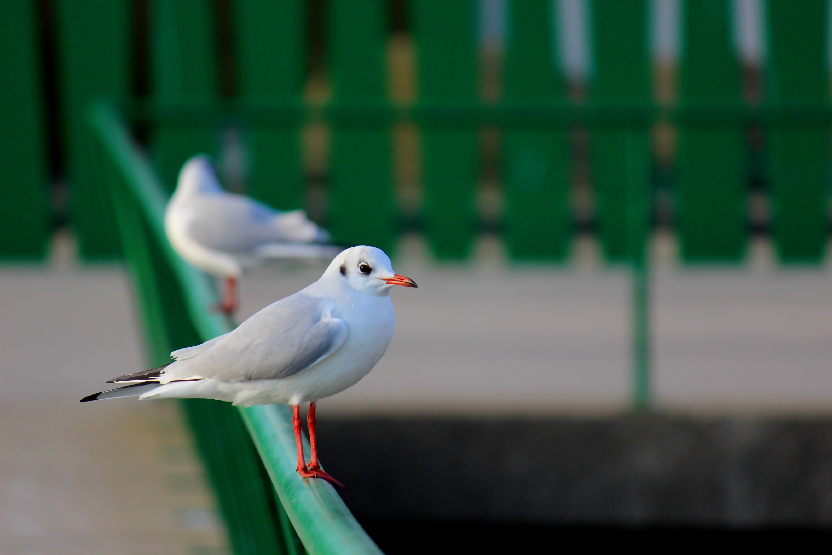 Fonds d'cran Animaux Oiseaux - Mouettes et Golands 