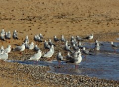  Animaux Image sans titre N444035