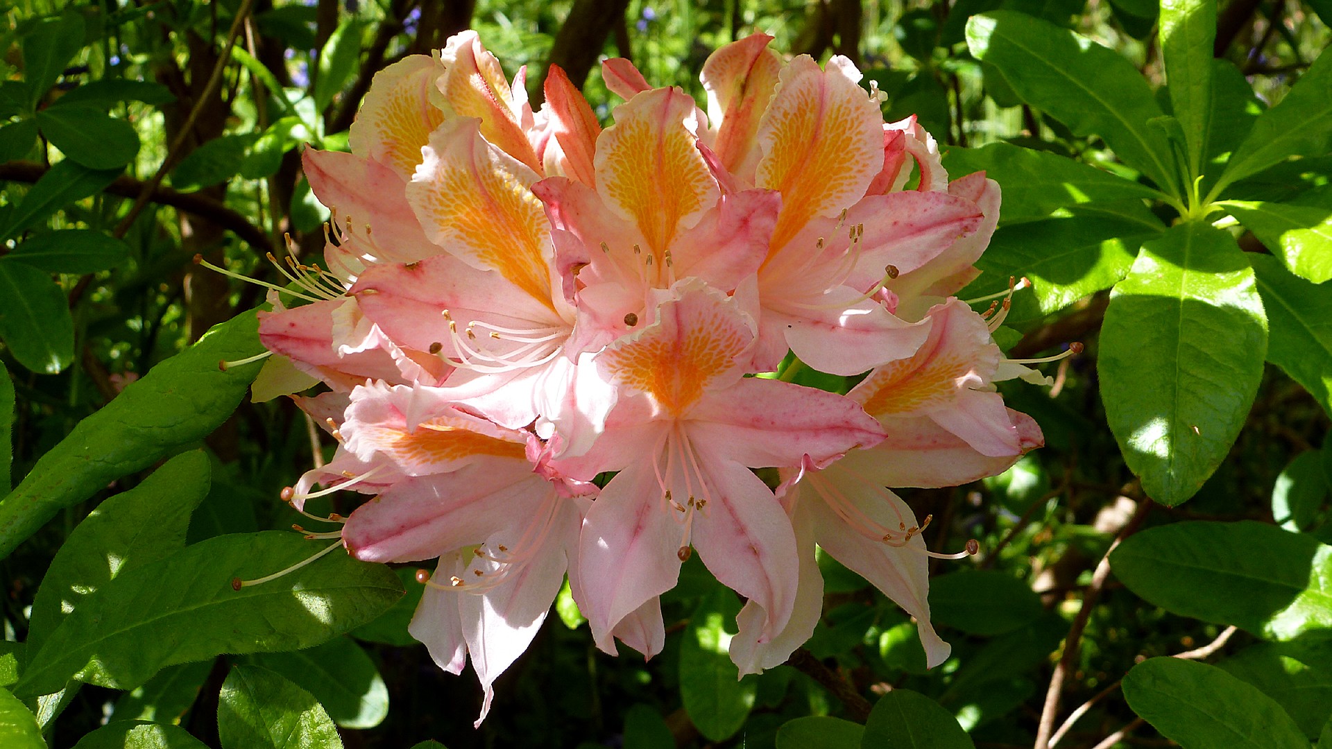 Fonds d'cran Nature Fleurs Azalée