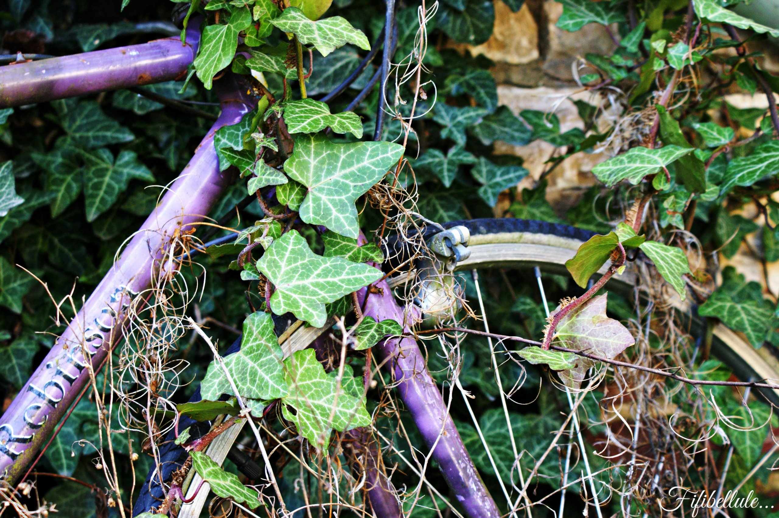 Fonds d'cran Nature Plantes - Arbustes 