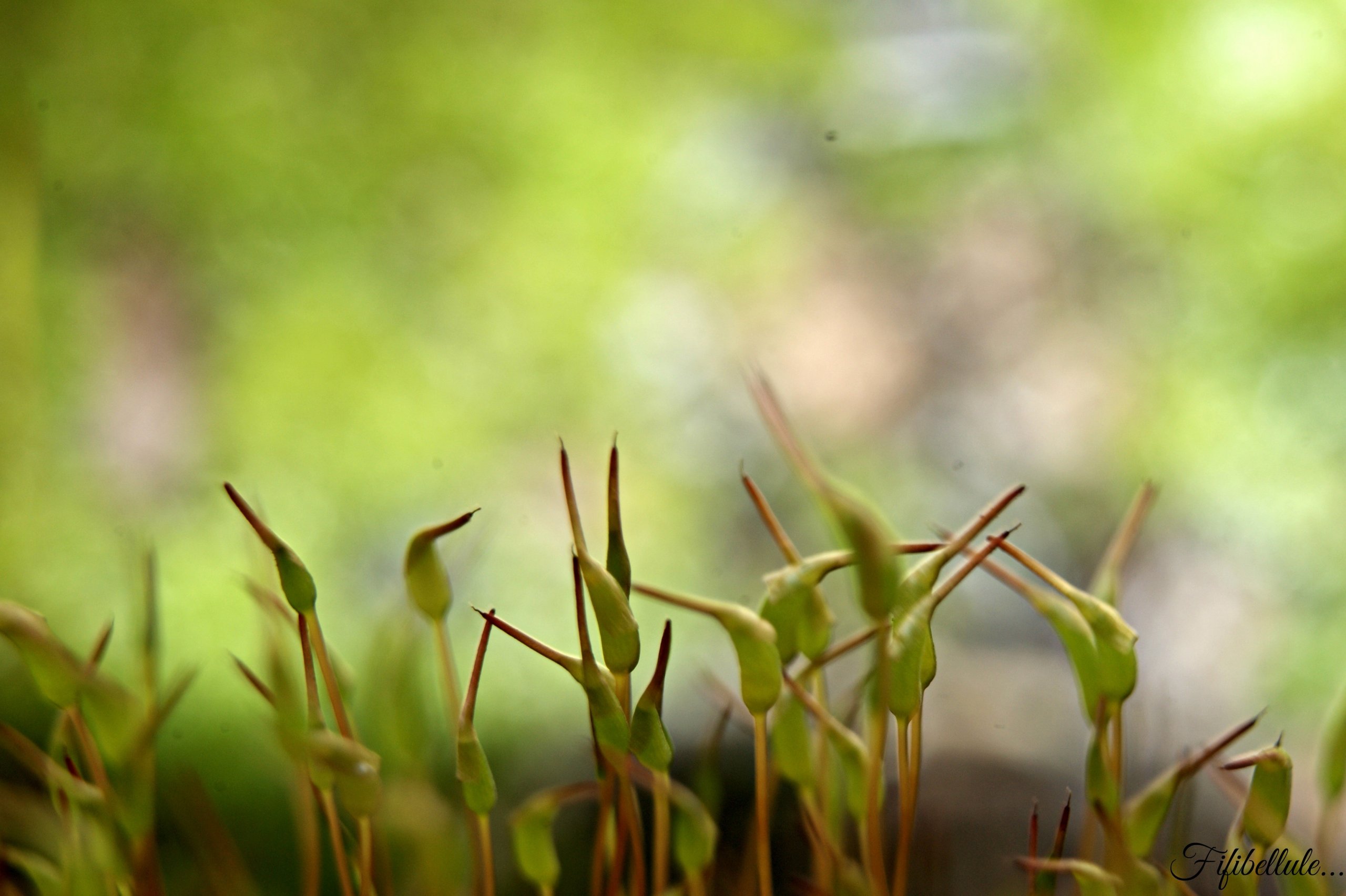 Fonds d'cran Nature Plantes - Arbustes 