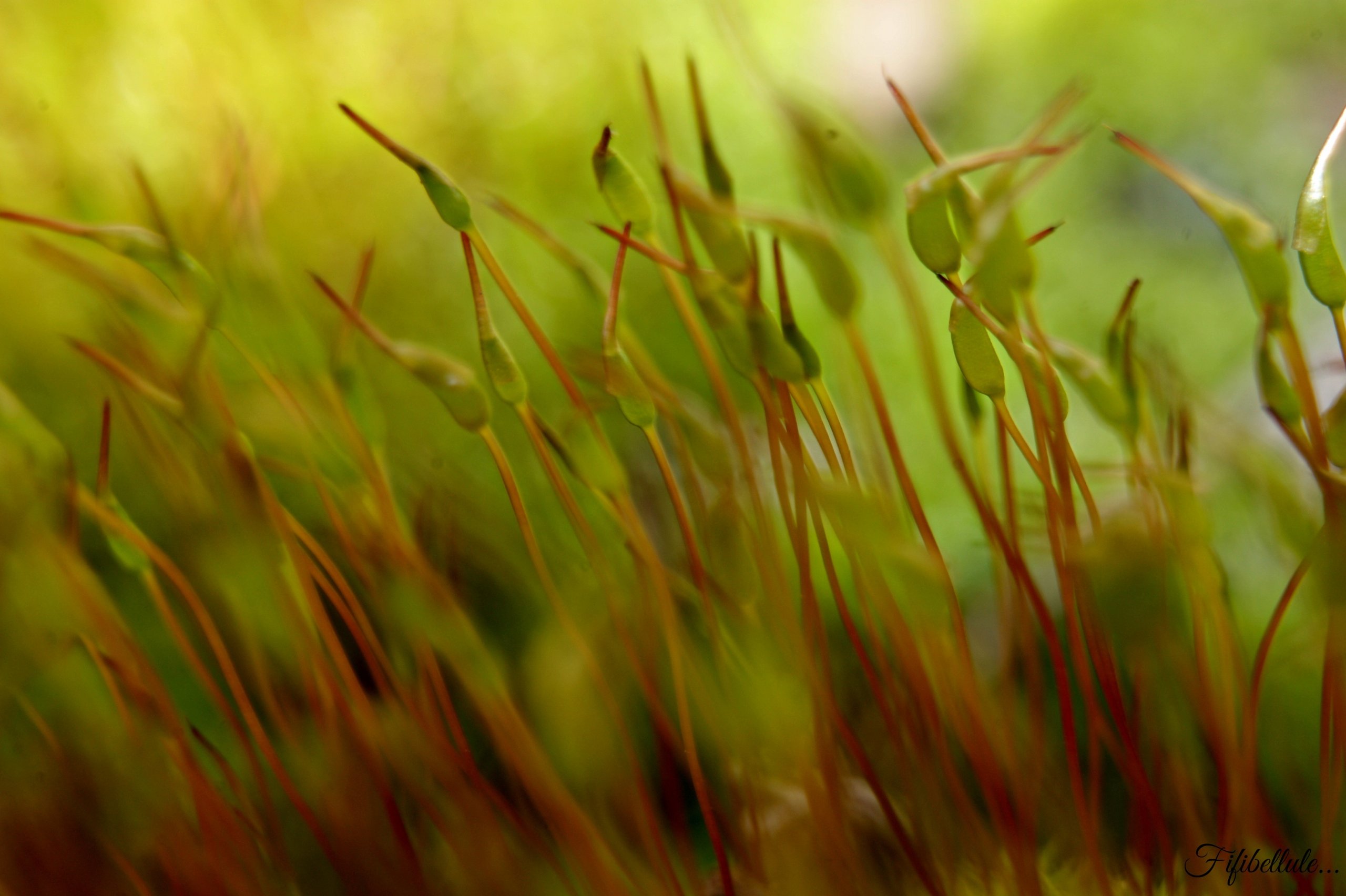 Fonds d'cran Nature Plantes - Arbustes 