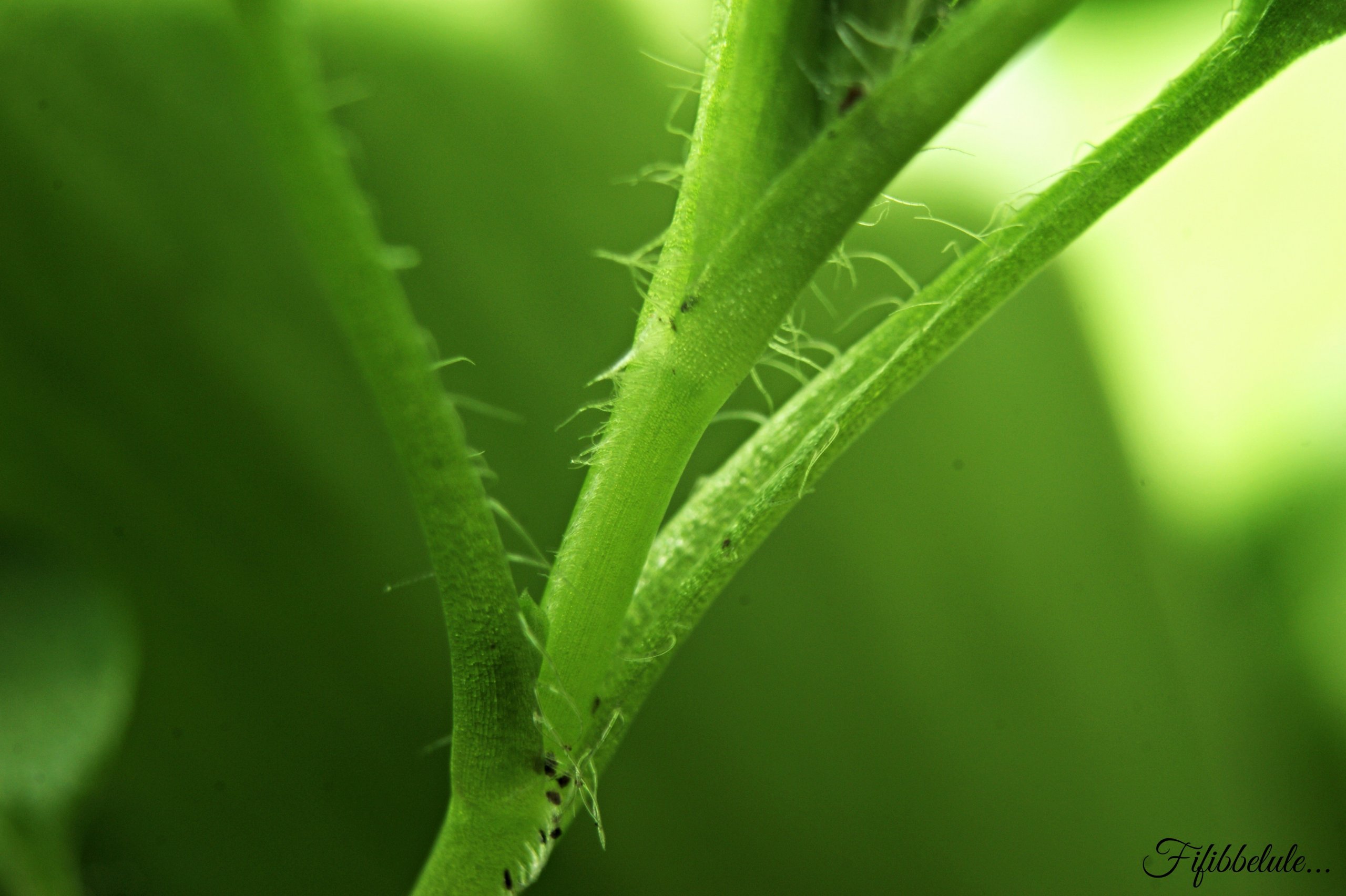 Fonds d'cran Nature Plantes - Arbustes 