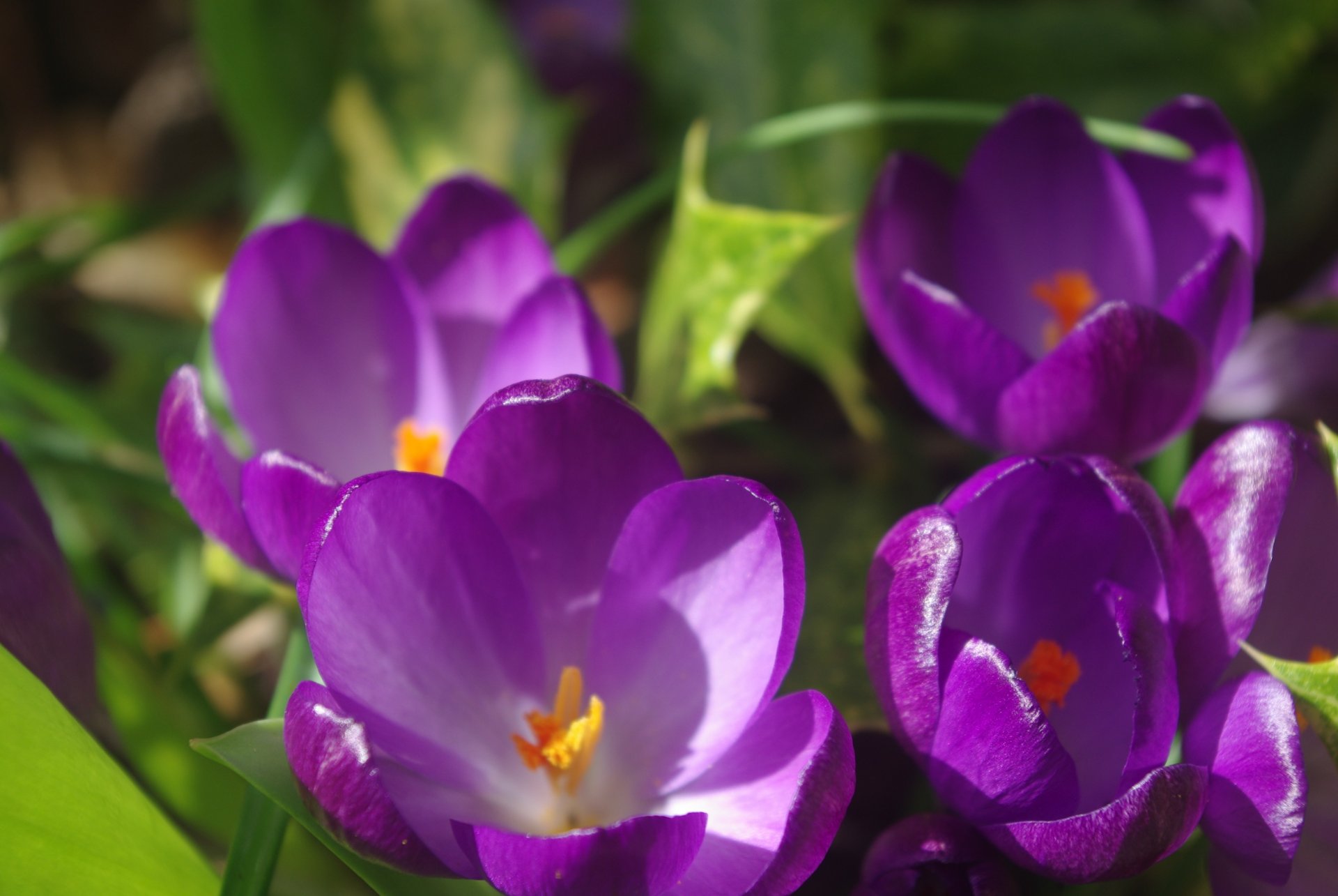 Fonds d'cran Nature Fleurs 