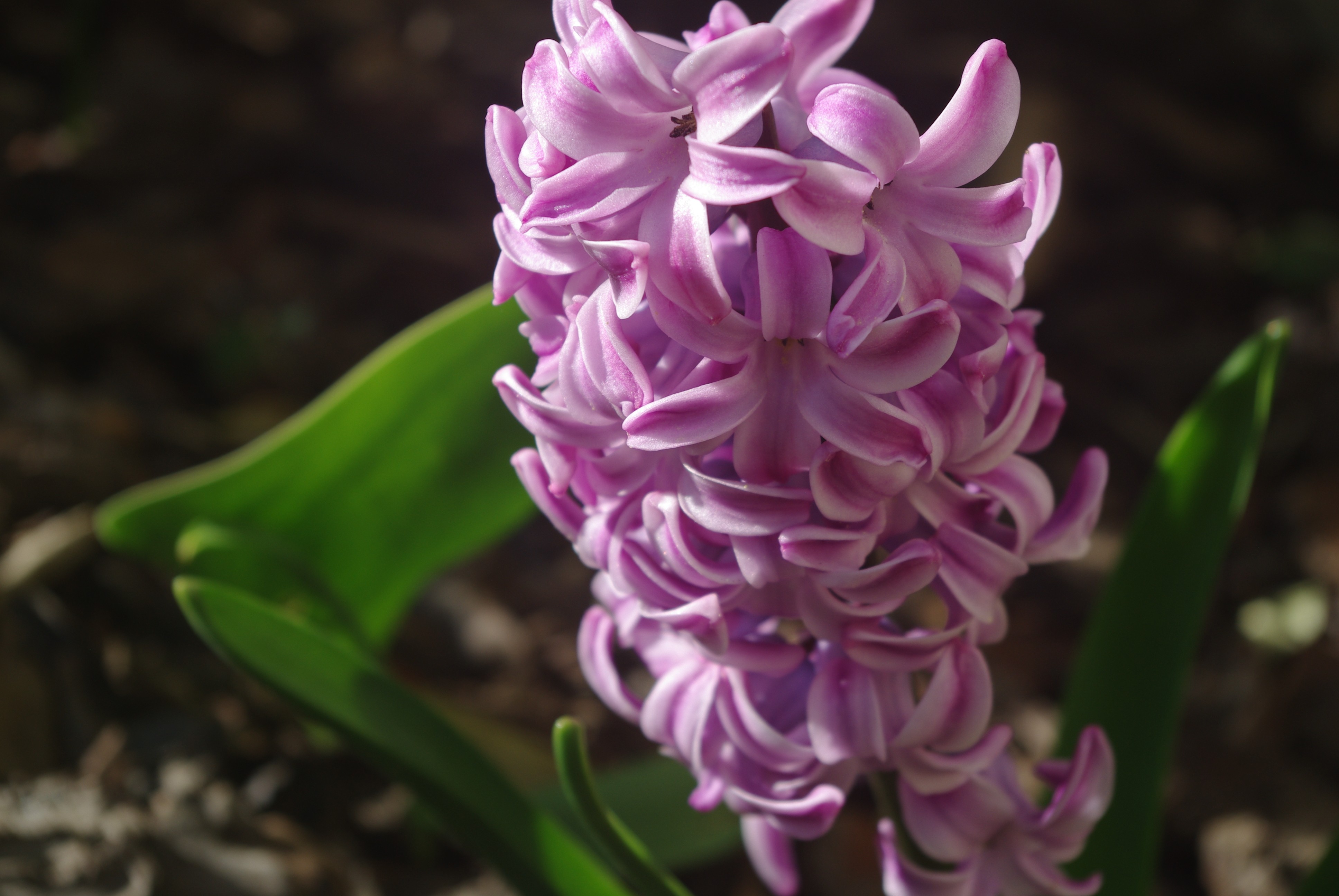 Fonds d'cran Nature Fleurs 