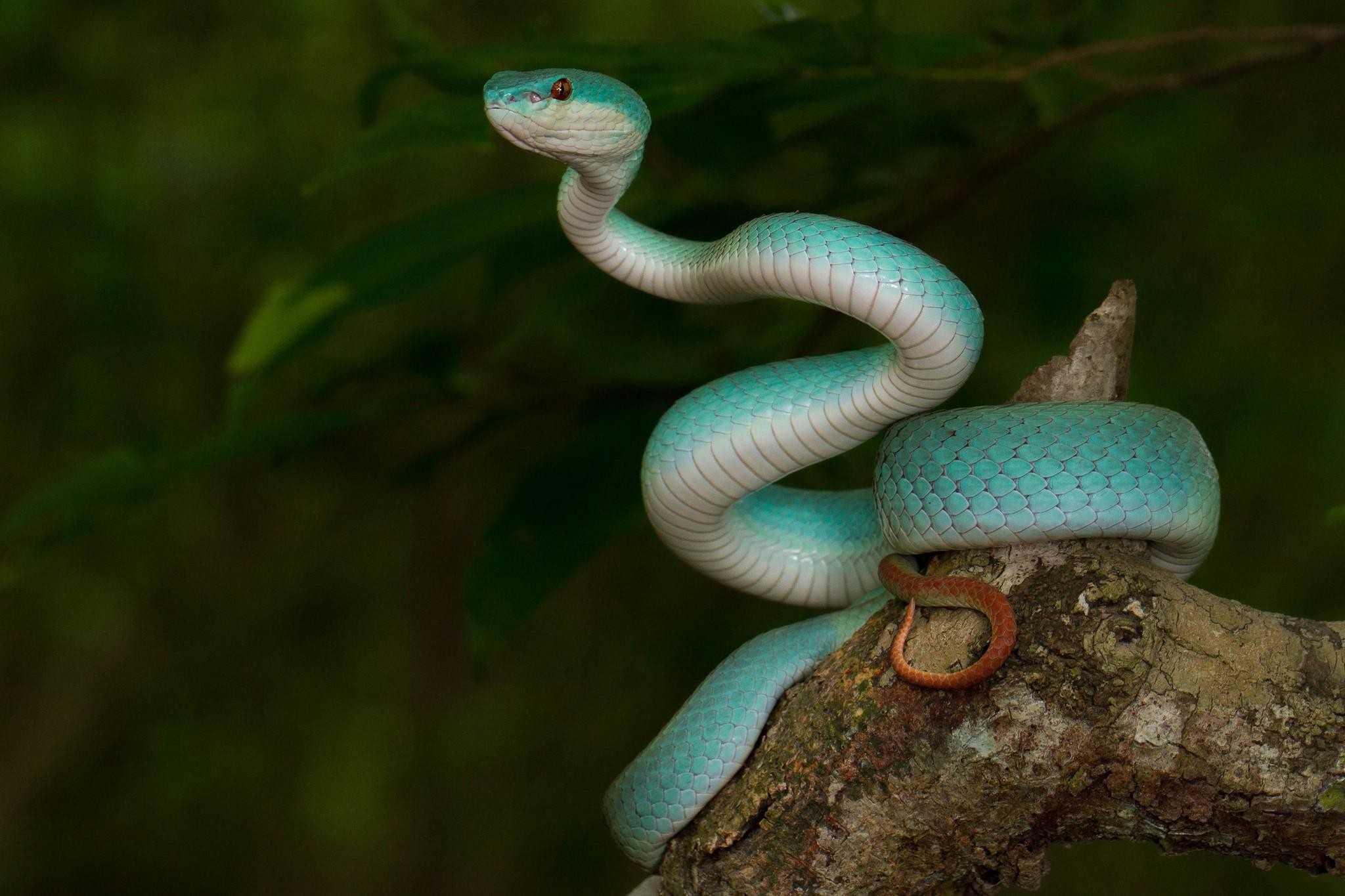 Fonds d'cran Animaux Serpents 