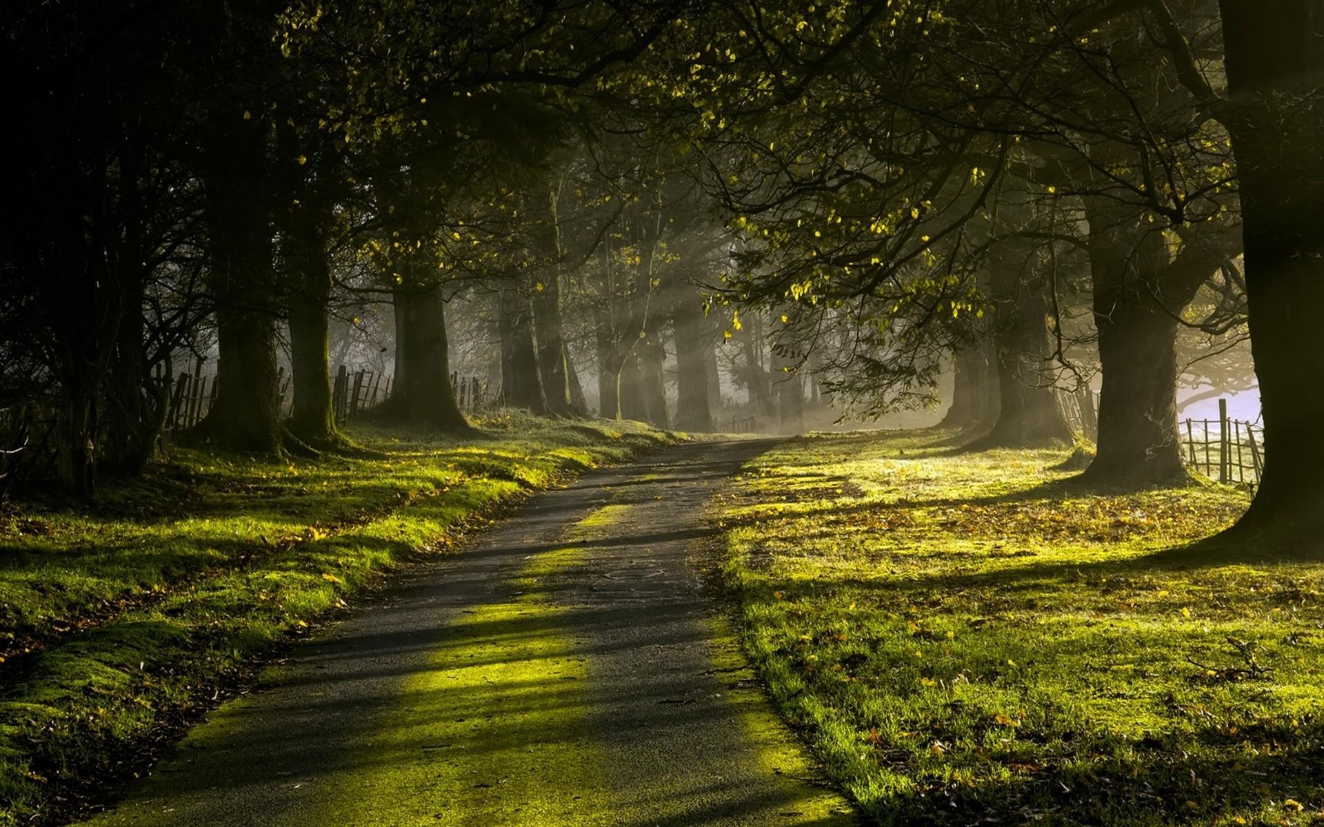 Fonds d'cran Nature Arbres - Forts 