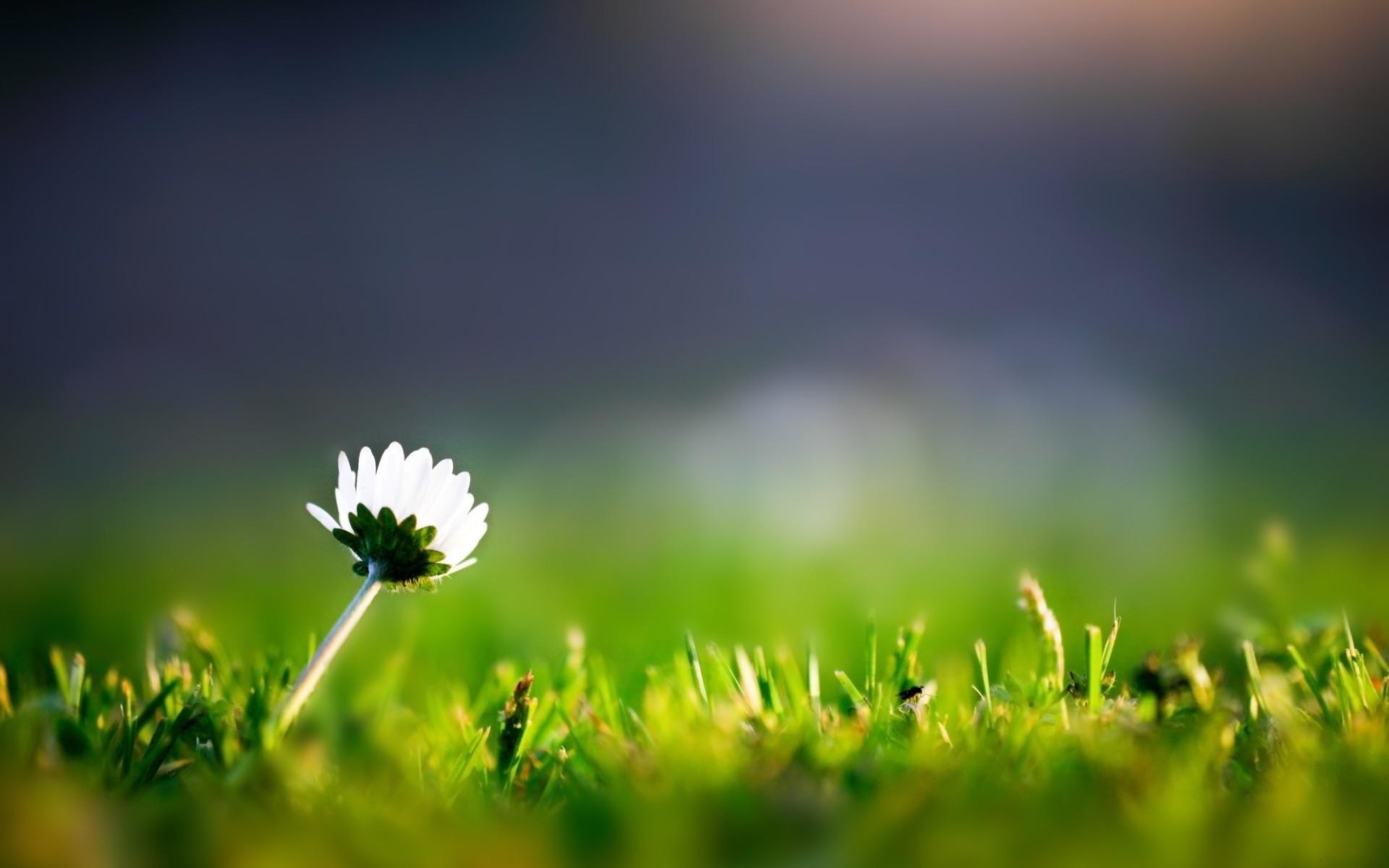 Fonds d'cran Nature Fleurs 