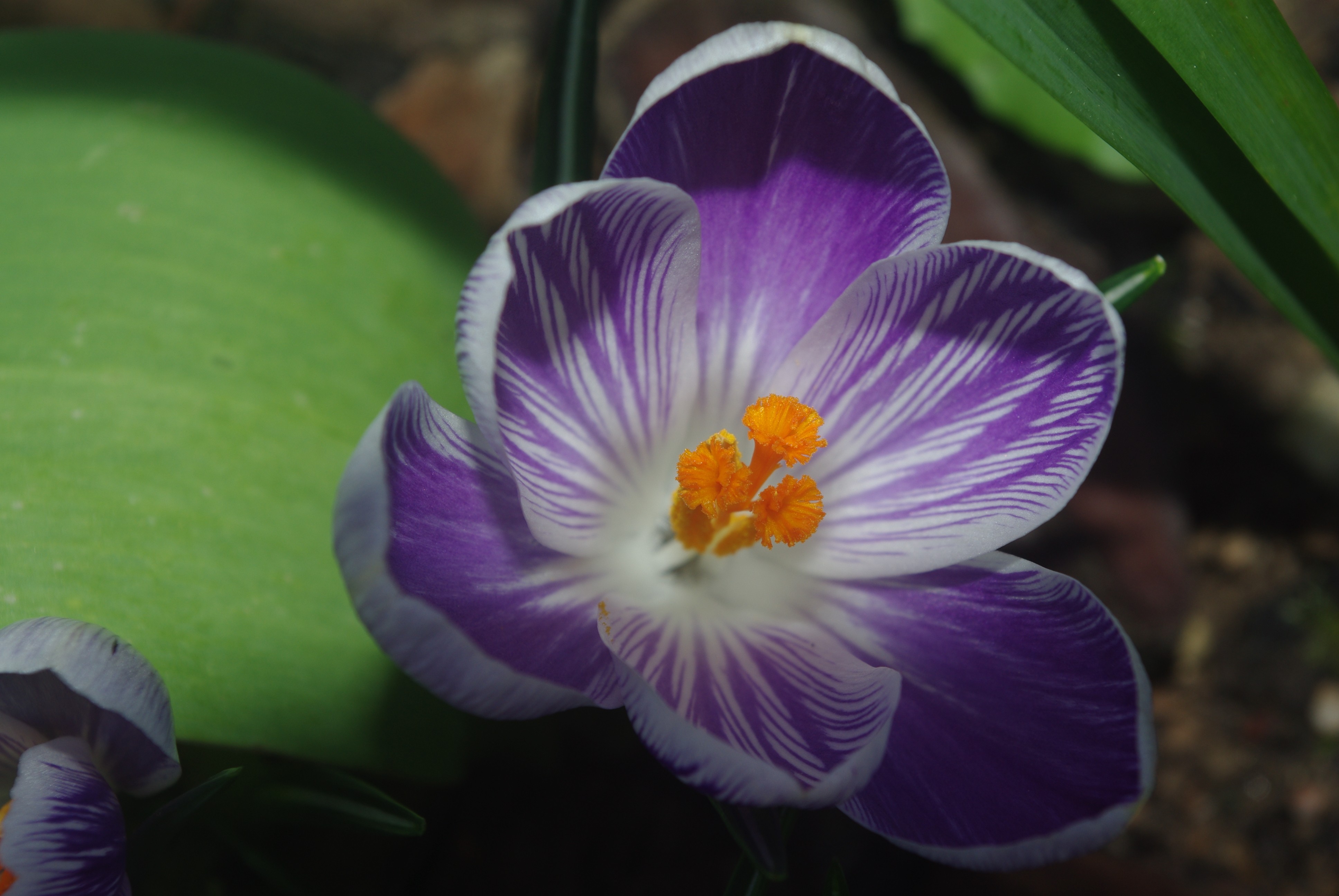 Fonds d'cran Nature Fleurs 