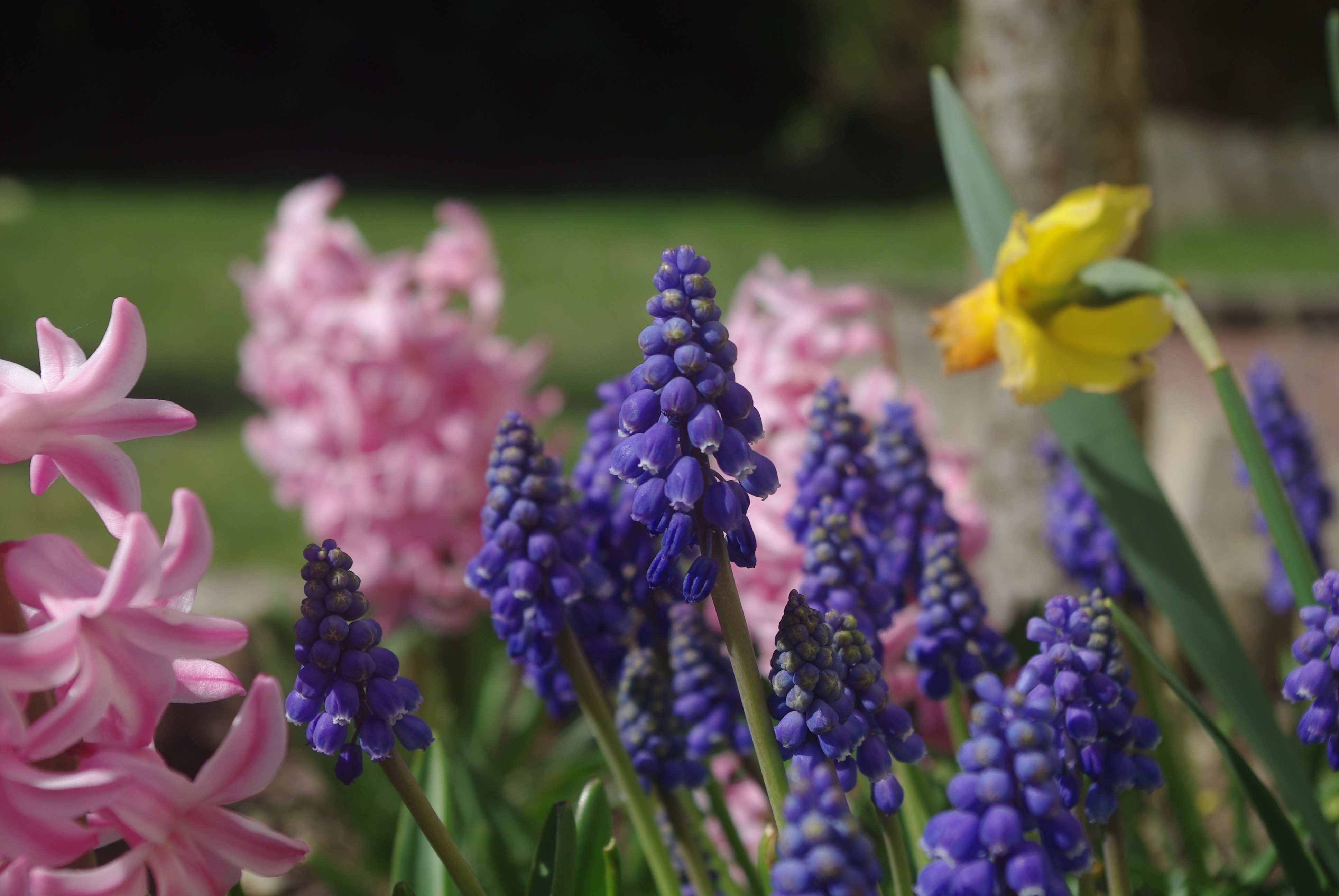 Fonds d'cran Nature Fleurs 