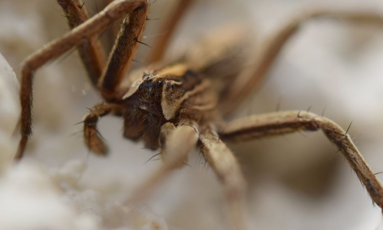 Fonds d'cran Animaux Araignes spider2