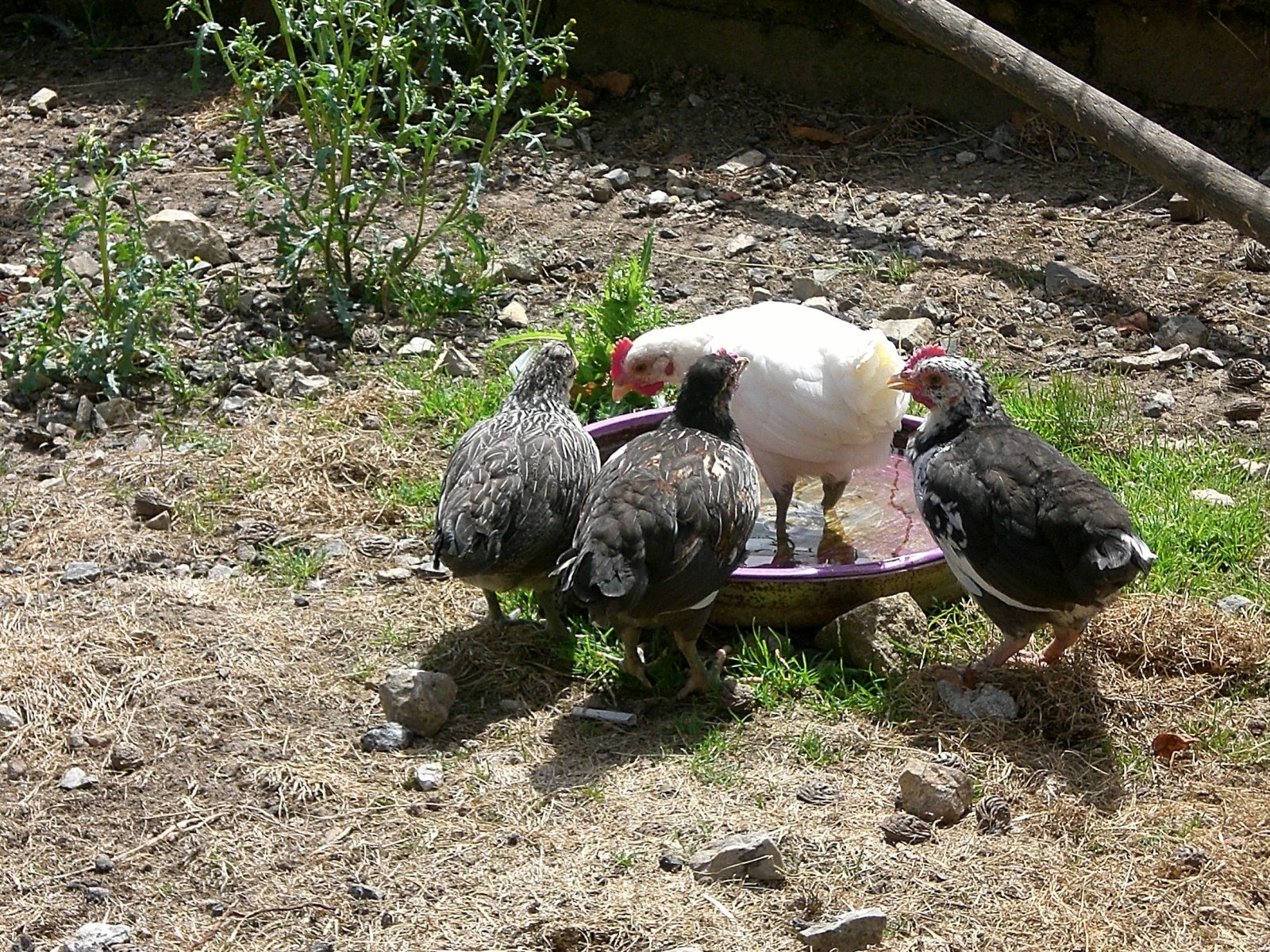 Fonds d'cran Animaux Oiseaux - Poules et Coqs Chacun son tout !