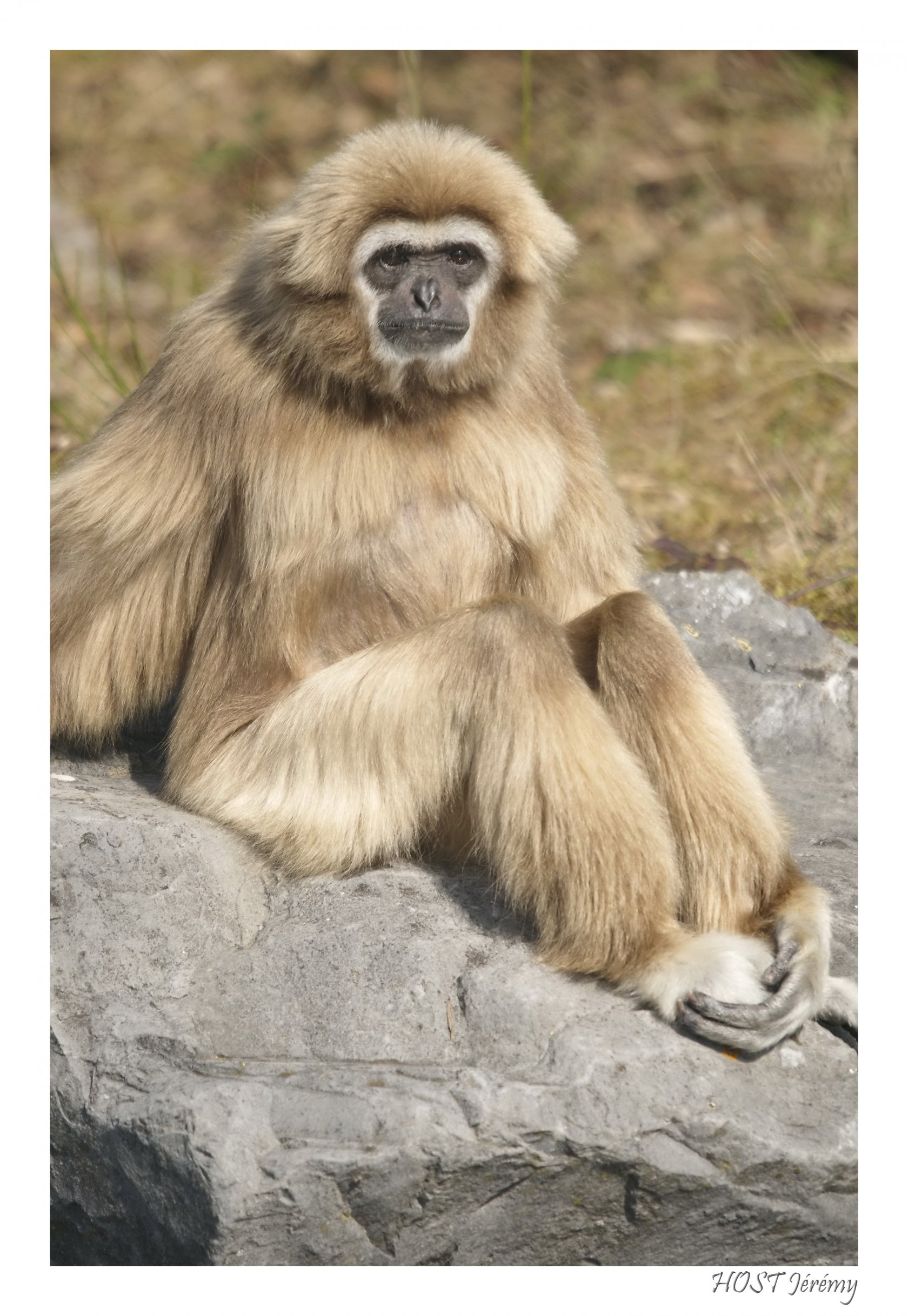 Fonds d'cran Animaux Singes Gibbon 1