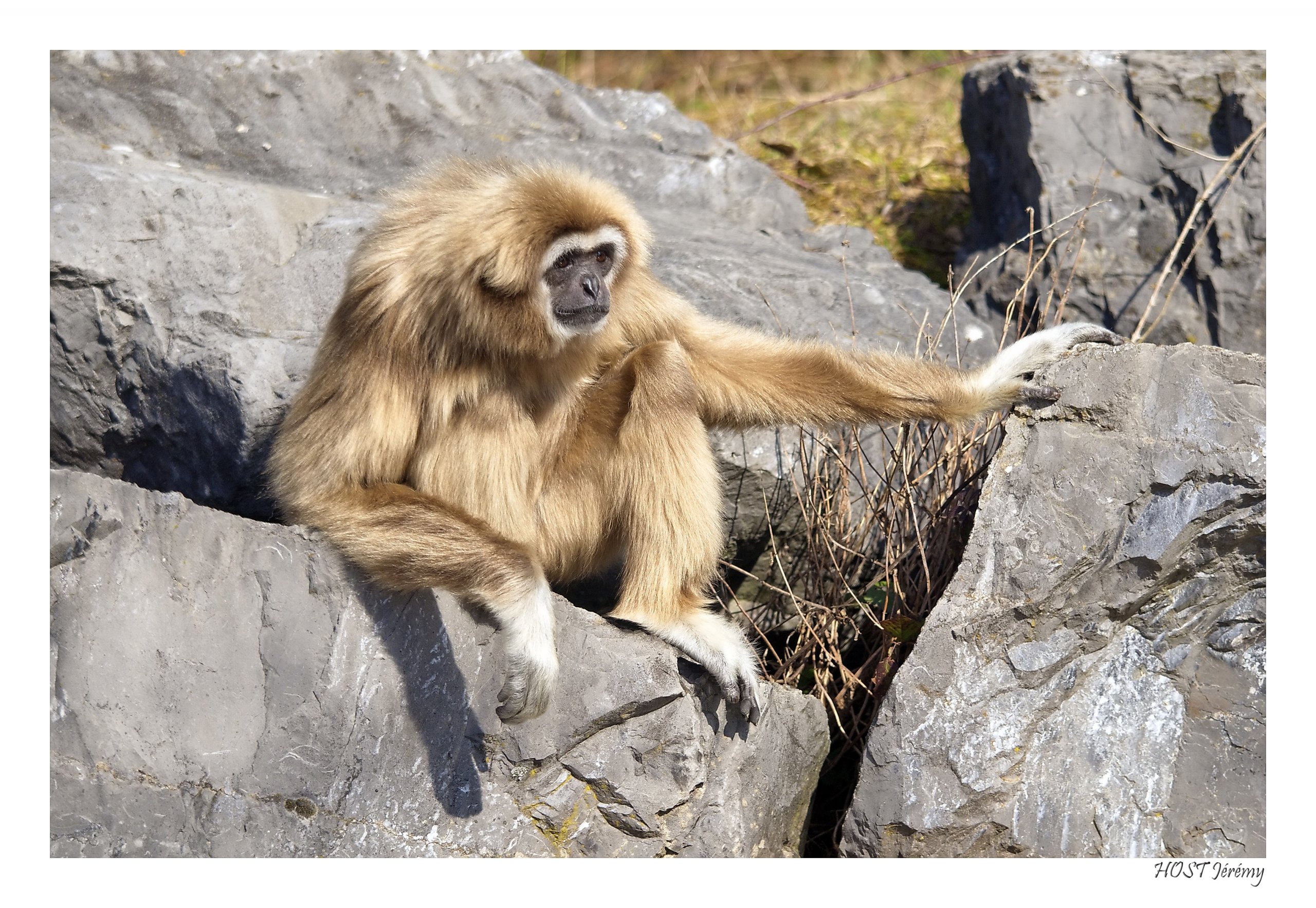 Fonds d'cran Animaux Singes Gibbon 2