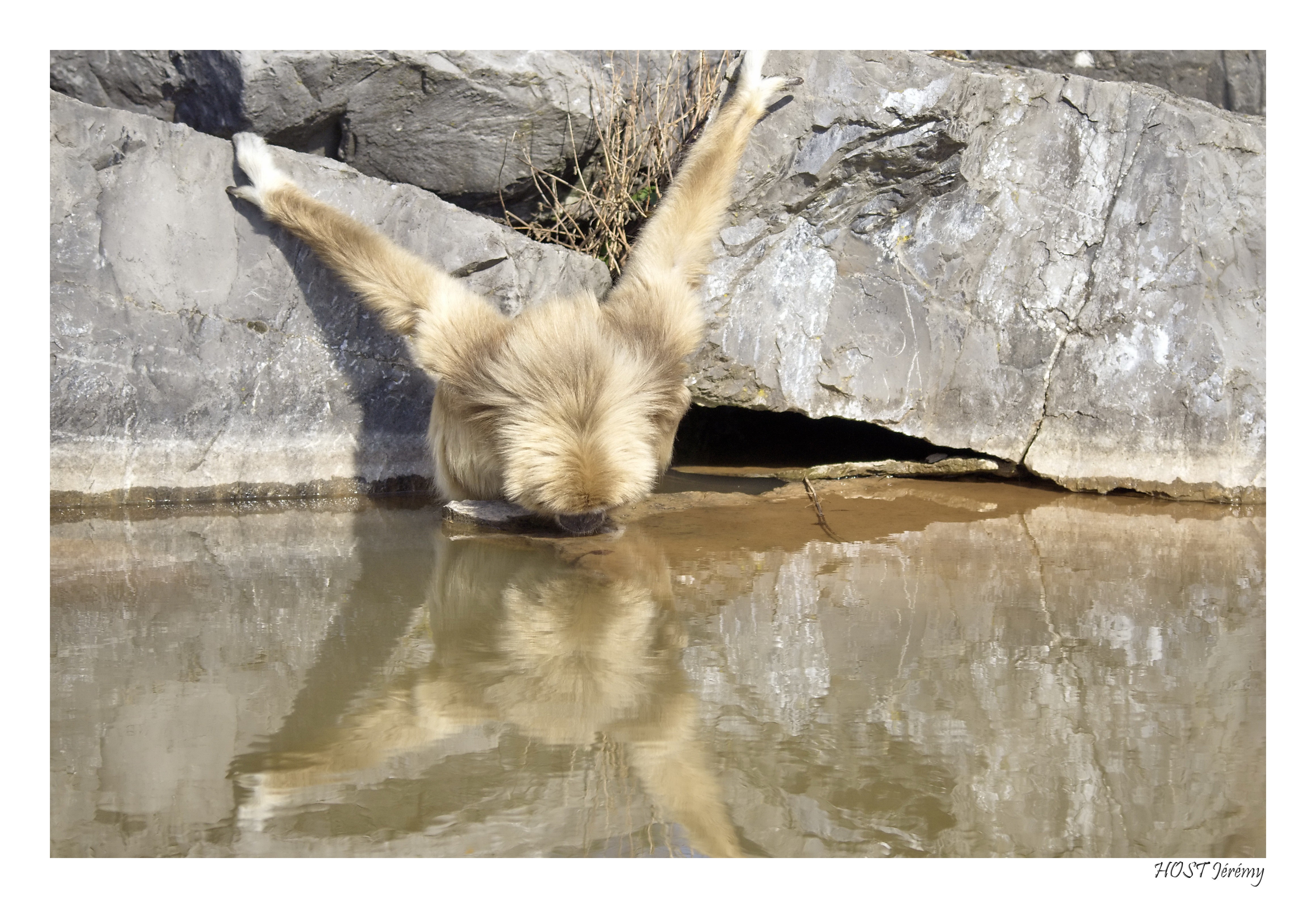 Fonds d'cran Animaux Singes Gibbon 3