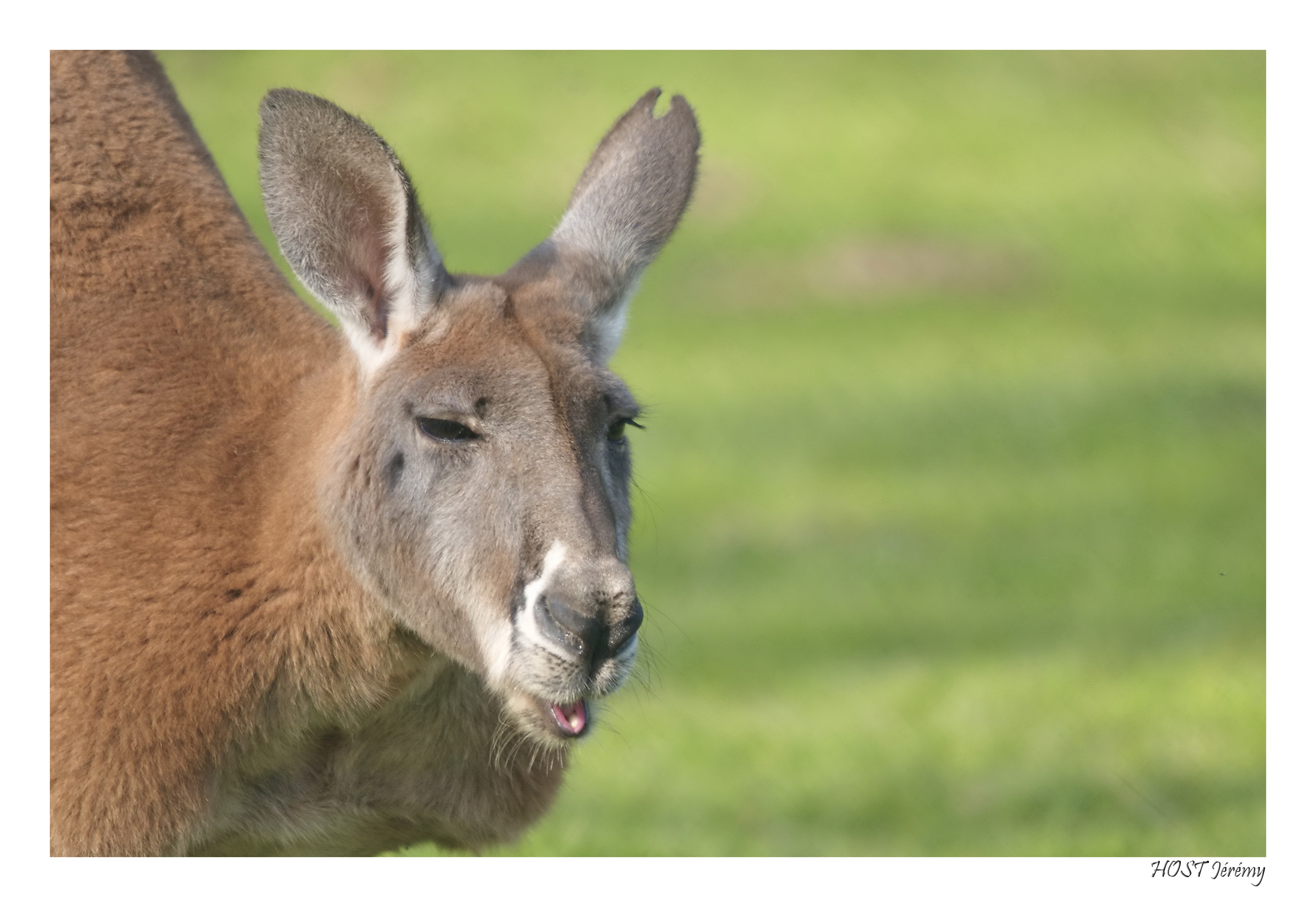 Fonds d'cran Animaux Kangourous Kangourou