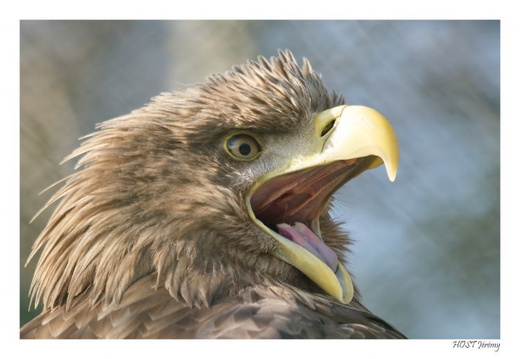 Wallpapers Animals Birds - Eagles Aigle