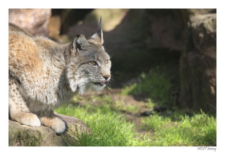 Wallpapers Animals Felines - Lynxs Lynx