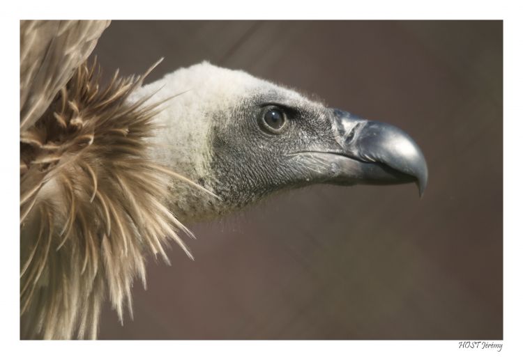 Fonds d'cran Animaux Oiseaux - Vautours Vautour