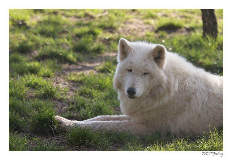 Wallpapers Animals Wolves Loup blanc