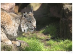  Animals Lynx