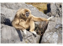  Animaux Gibbon 2