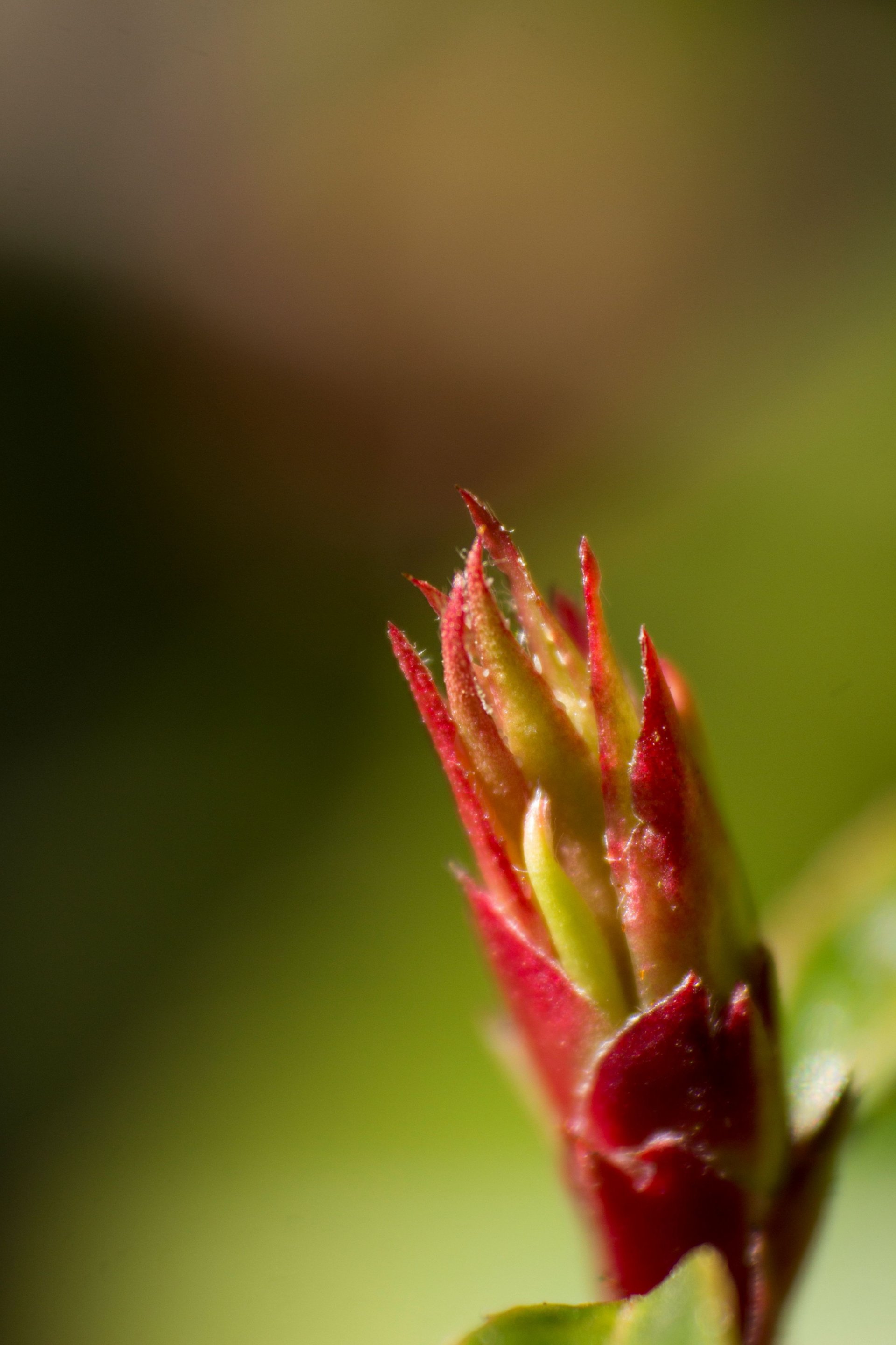 Wallpapers Nature Leaves - Foliage 