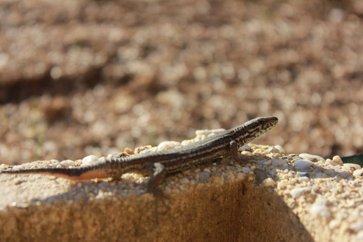 Fonds d'cran Animaux Lzards - Iguanes Rapiette