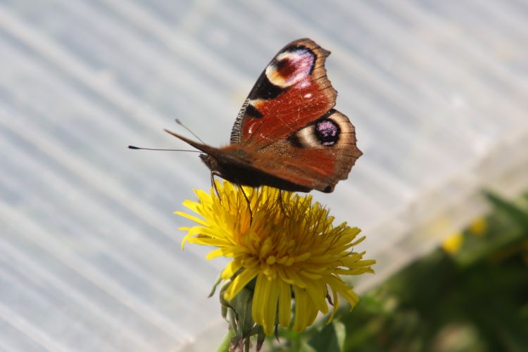 Wallpapers Animals Insects - Butterflies Papillon sur un pissenlit