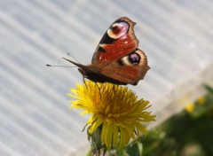  Animals Papillon sur un pissenlit