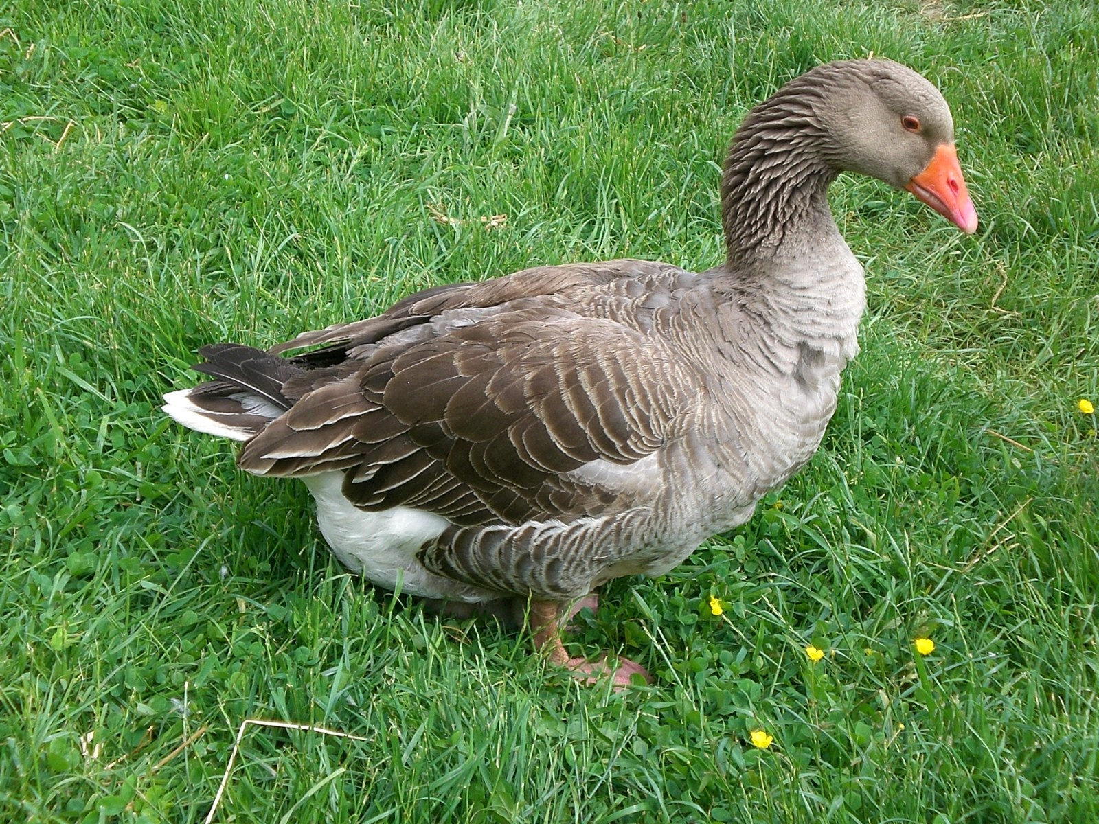 Fonds d'cran Animaux Oiseaux - Oies Oie grise