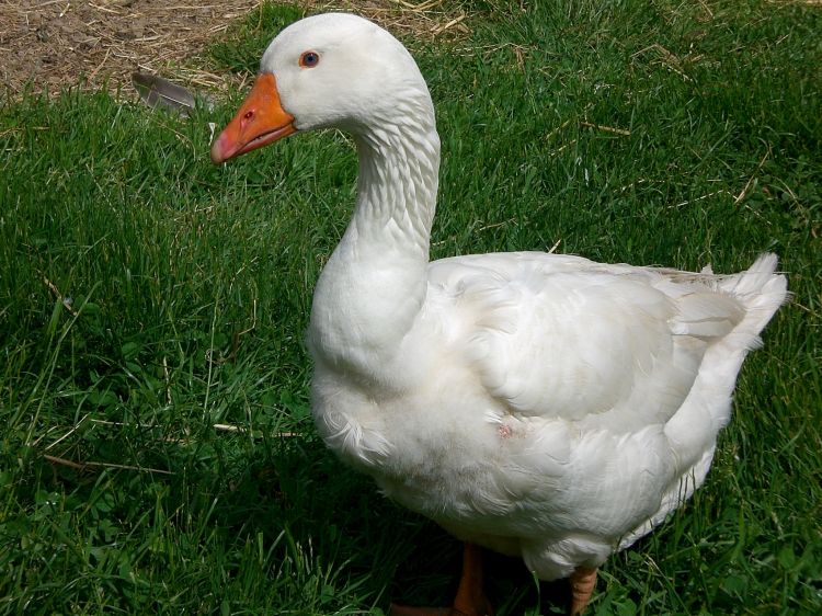 Fonds d'cran Animaux Oiseaux - Oies Oie blanche