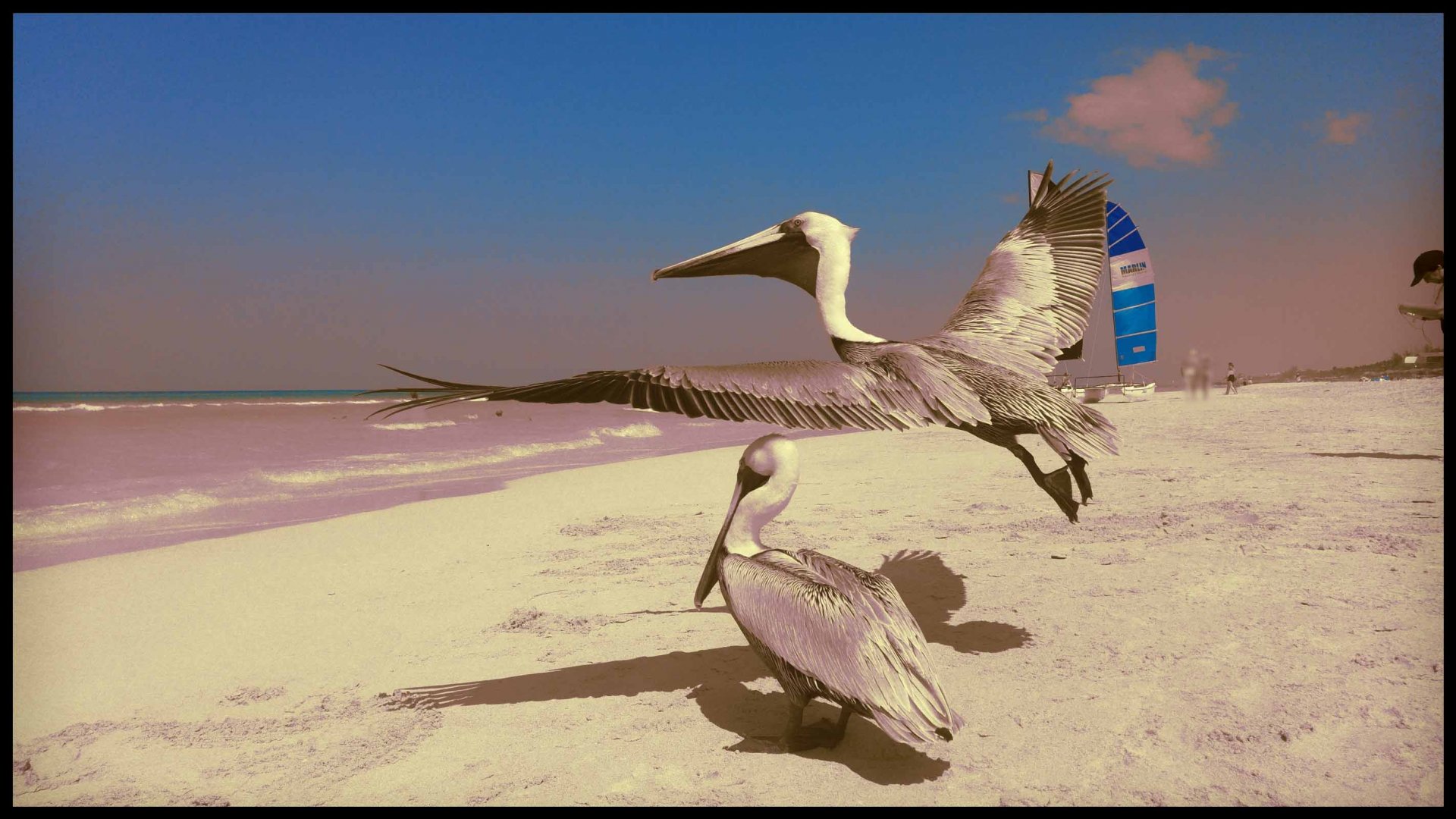 Fonds d'cran Animaux Oiseaux - Plicans 