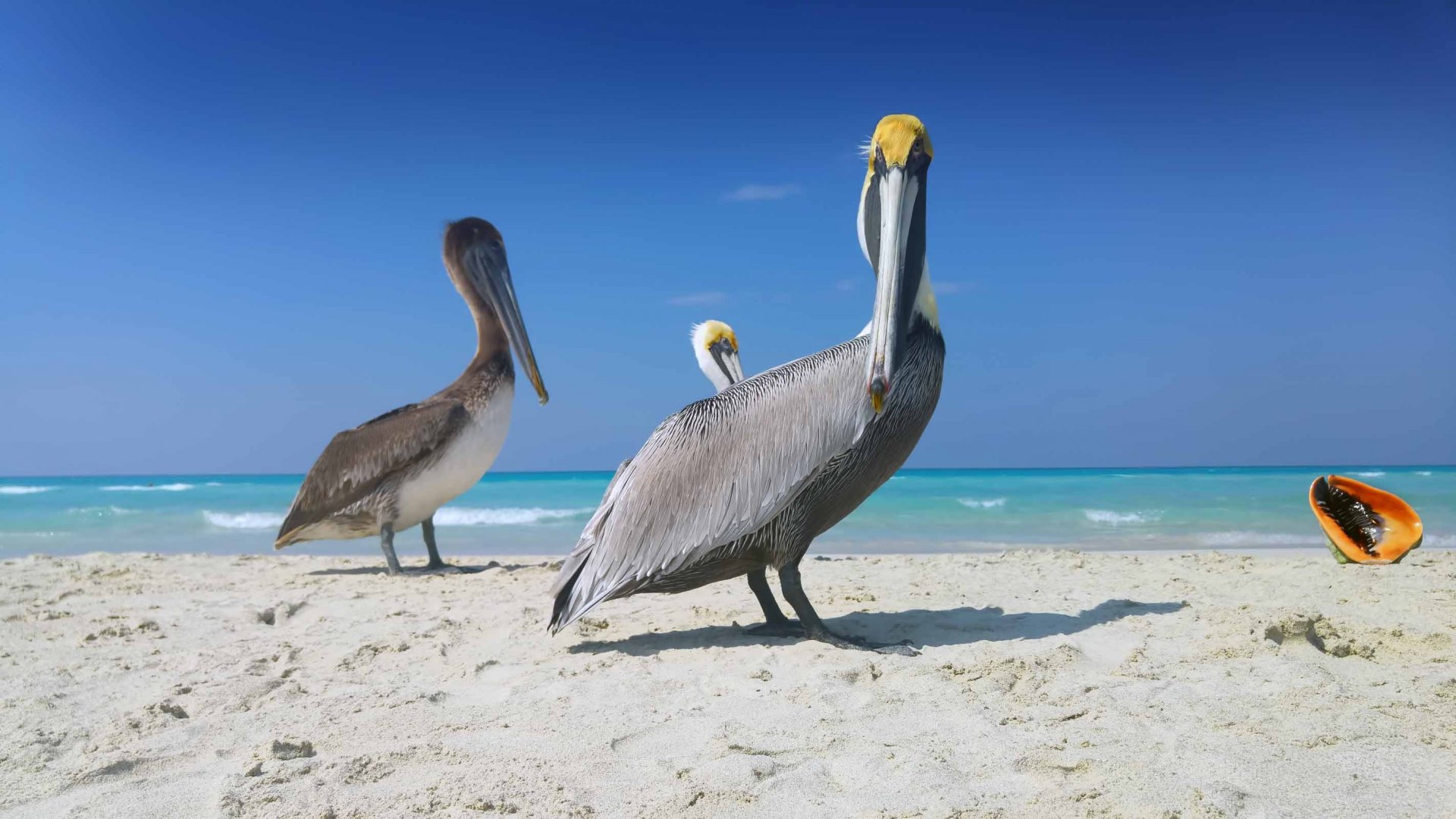 Wallpapers Animals Birds - Pelicans 