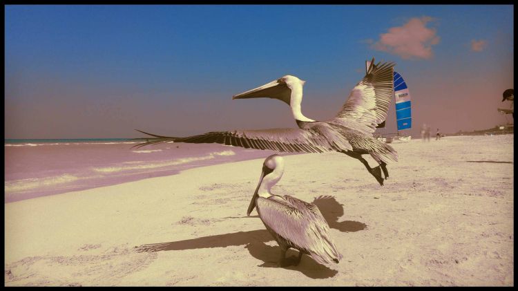 Wallpapers Animals Birds - Pelicans Wallpaper N444881