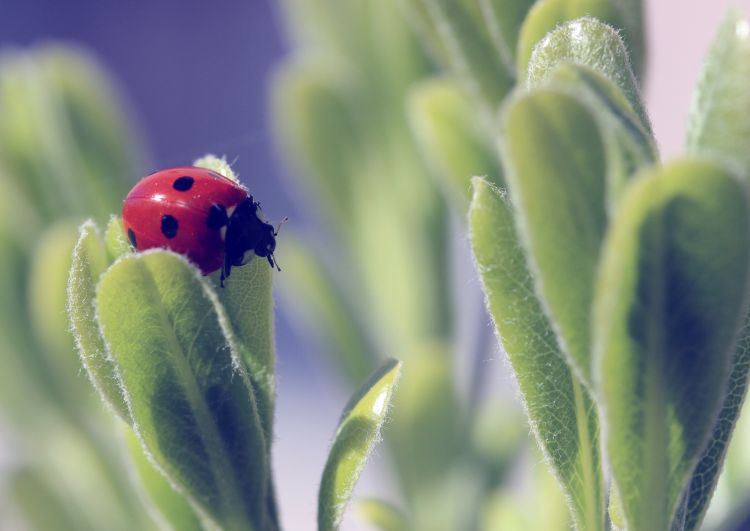 Fonds d'cran Animaux Insectes - Coccinelles Wallpaper N445024