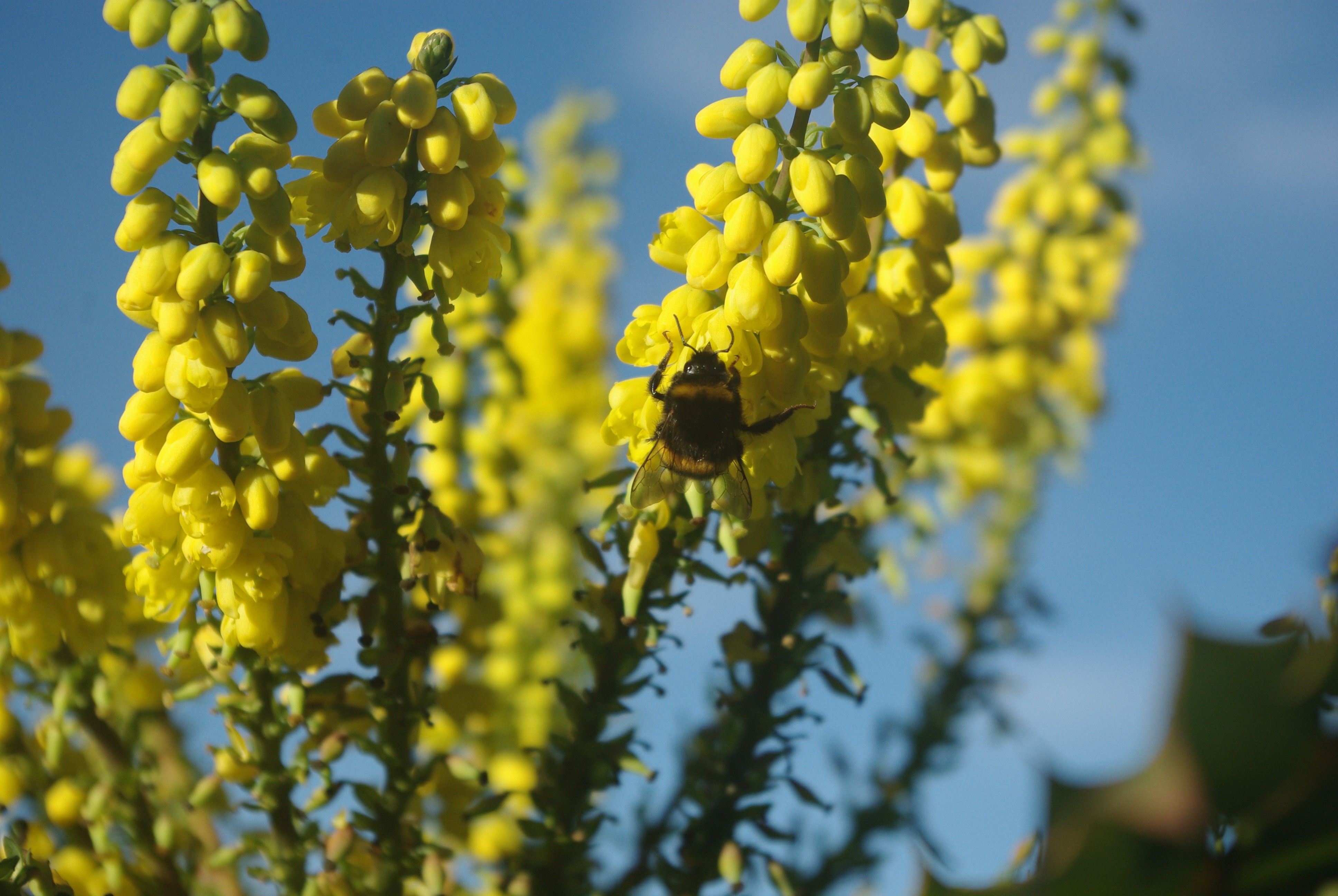 Fonds d'cran Nature Fleurs 